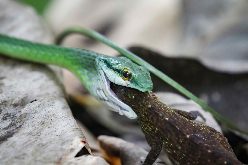Southern Costa Rica's biodiversity, and more from around the world