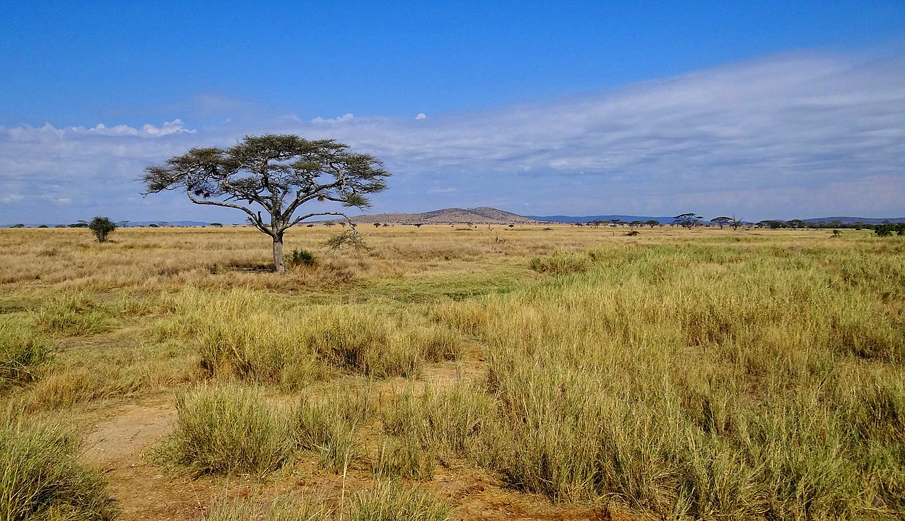 Why a ‘fetish’ for forests might imperil conservation efforts