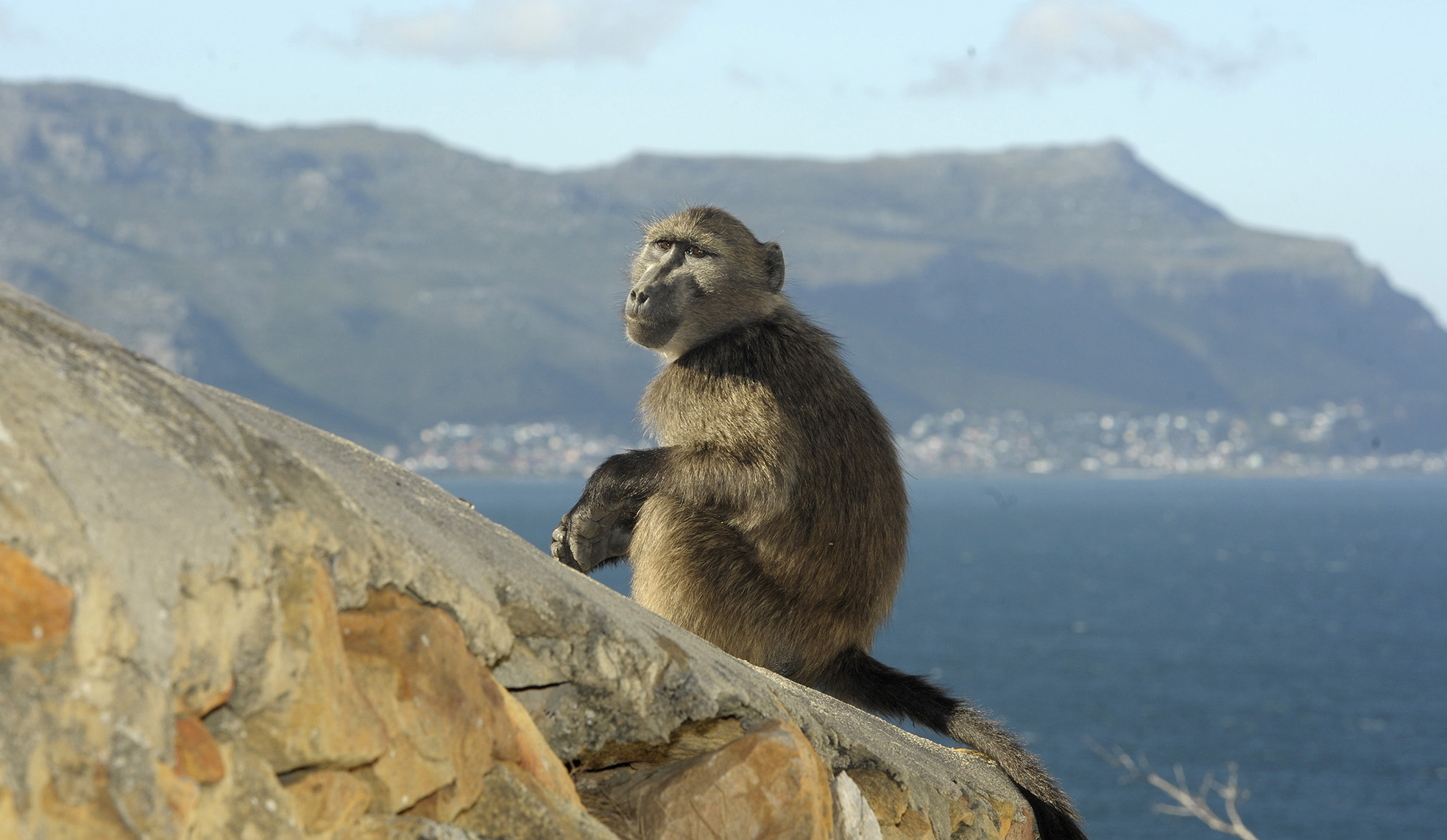 Community baboon monitoring project in Cape Town claims pushback from authorities