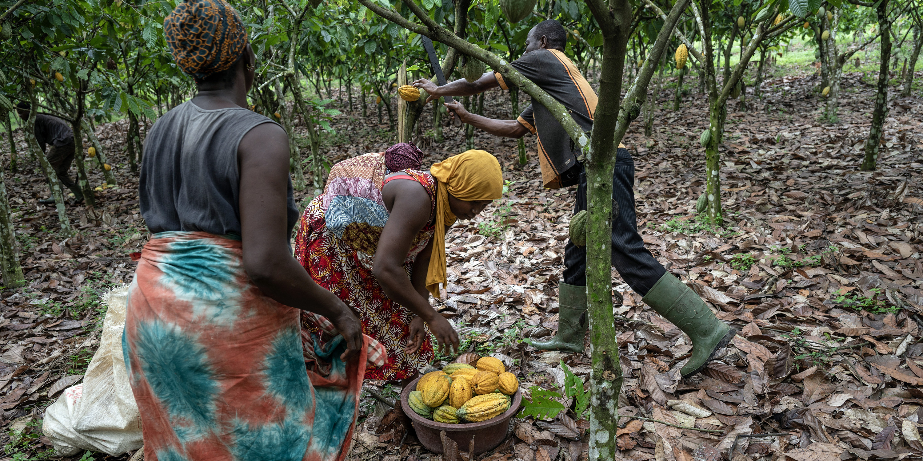 Knowledge harvest — how the digital age can harness age-old indigenous farming traditions