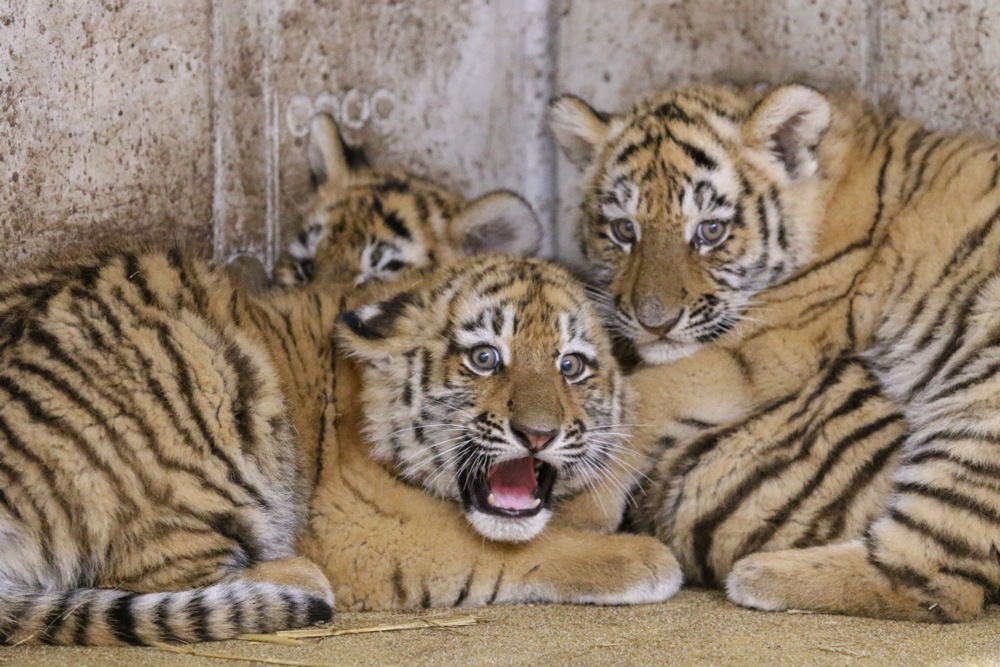 Siberian tiger cubs born in Polish zoo, and more from around the world