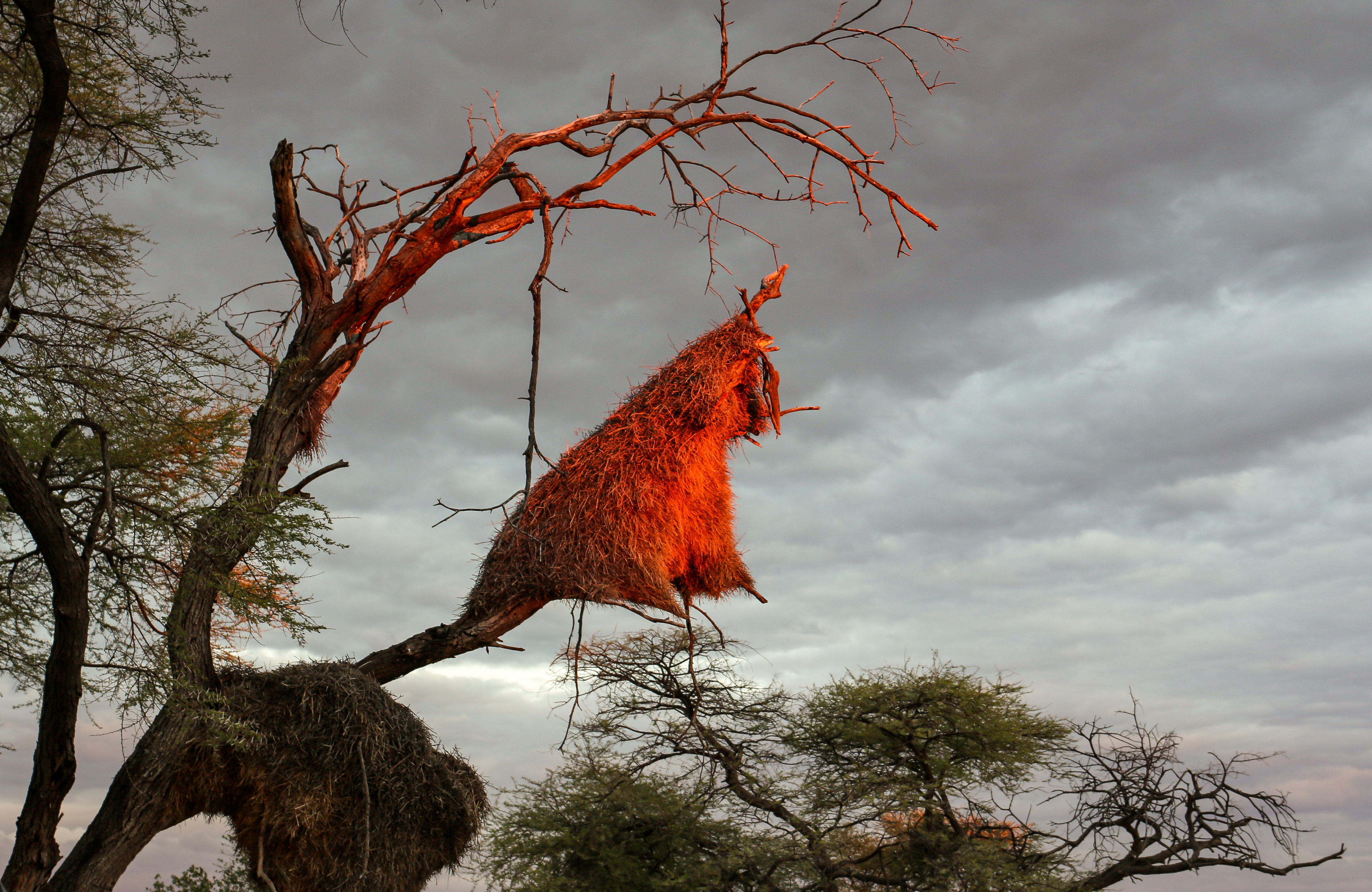 ‘Irreplaceable’ wildlife research projects on the line as De Beers plans sale of two critical reserves