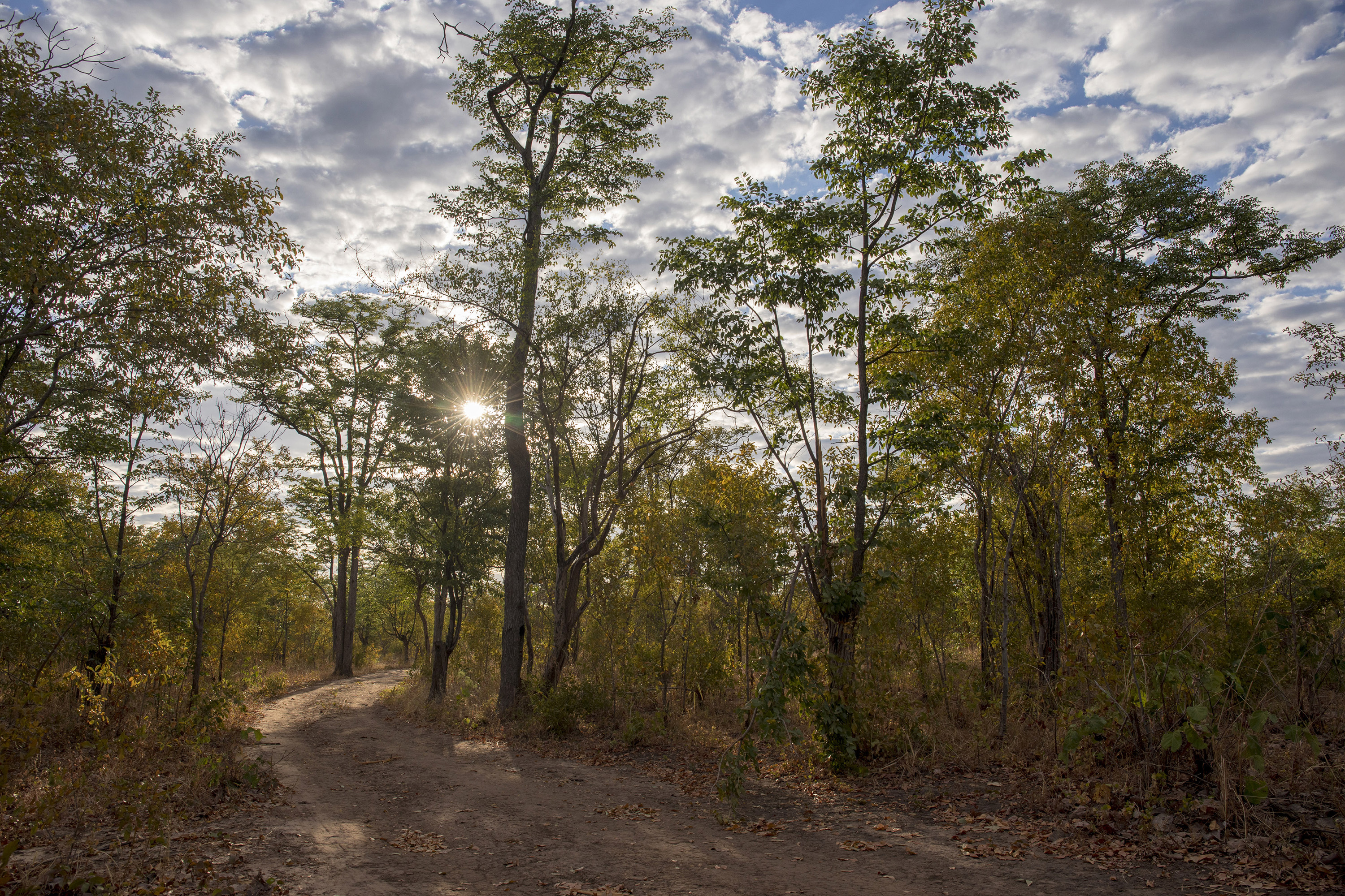 Dubai carbon trader buys up African forests — saving the planet or environmental colonialism?