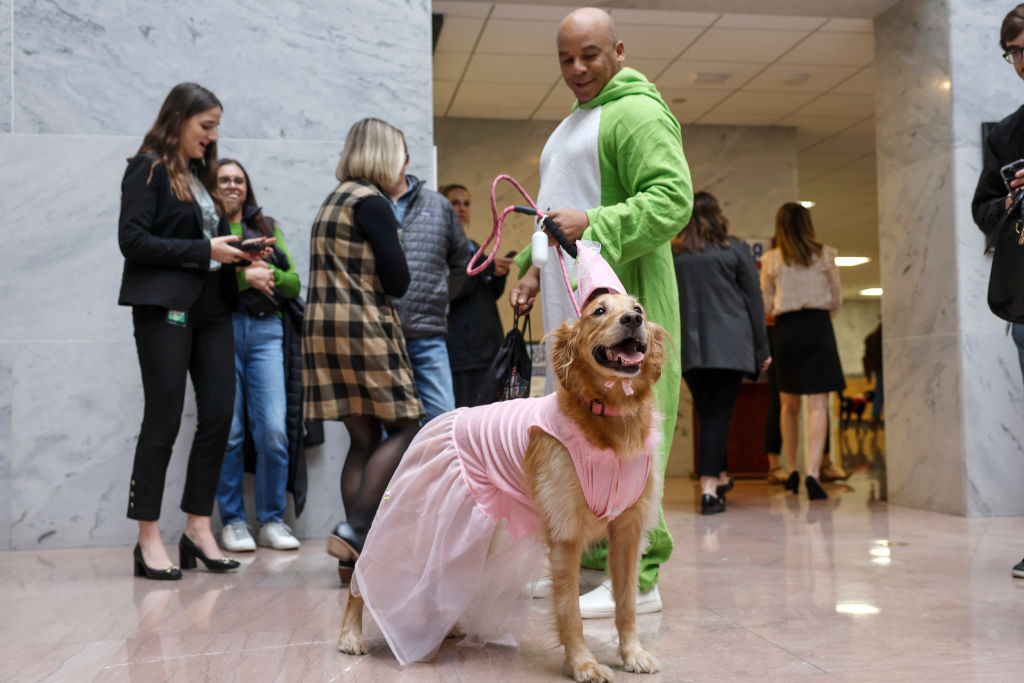 Dogs dress up for 'BiPAWtisan Howloween', and more from around the world