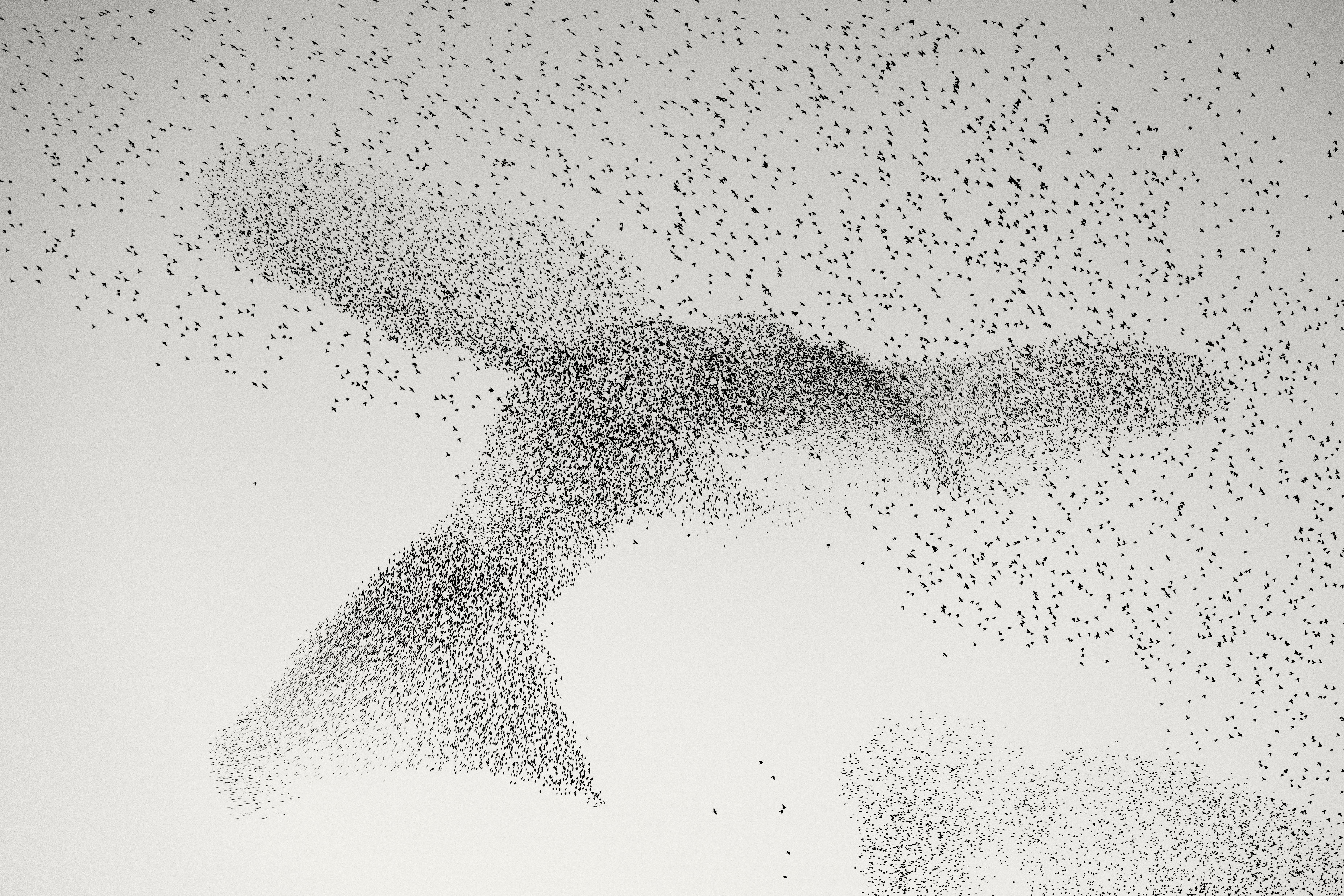 Untamed talent — take your pic(k) in the Wildlife Photographer of the Year awards