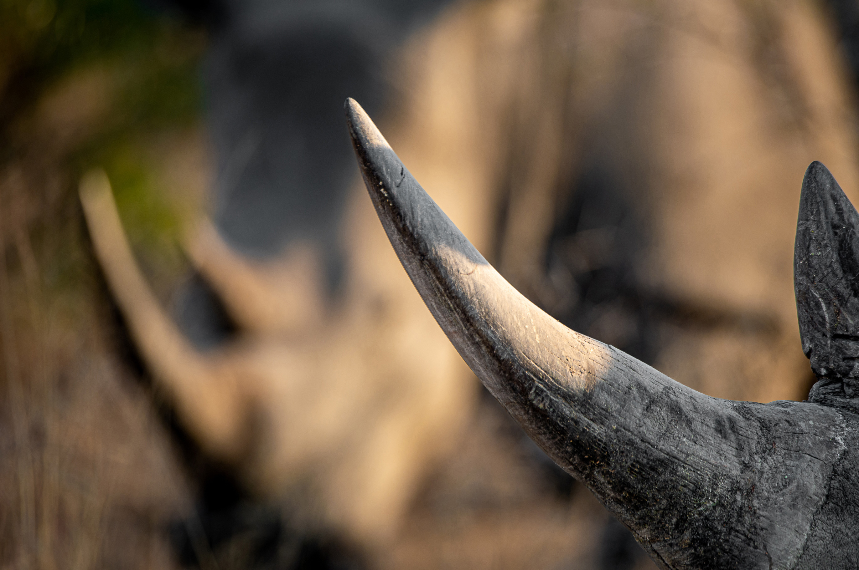 Horns, carcasses found on Limpopo rhino farm overblown and misrepresented, says attorney