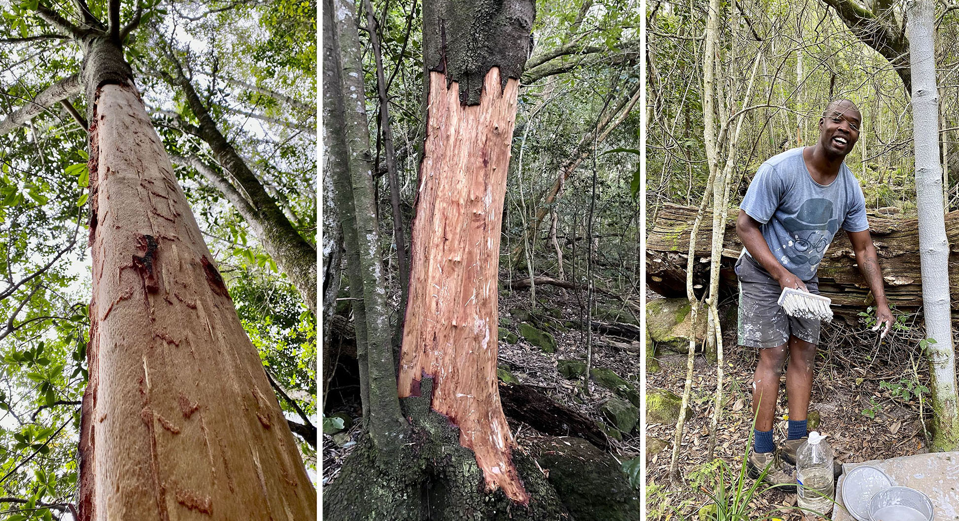 Painting the future: How an actuary is transforming Newlands Forest’s fight against poaching