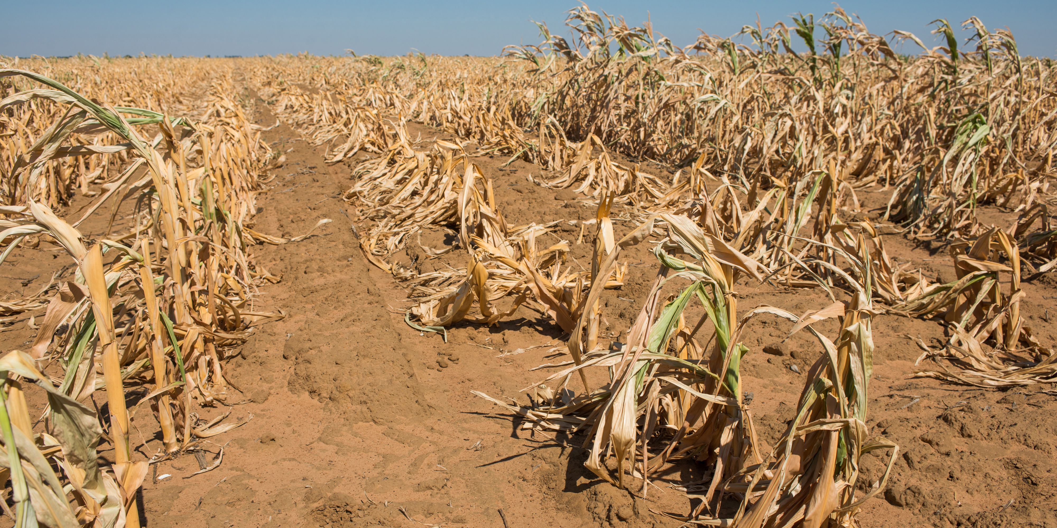 SA’s GDP growth wilts as agriculture suffers fall of almost 30%