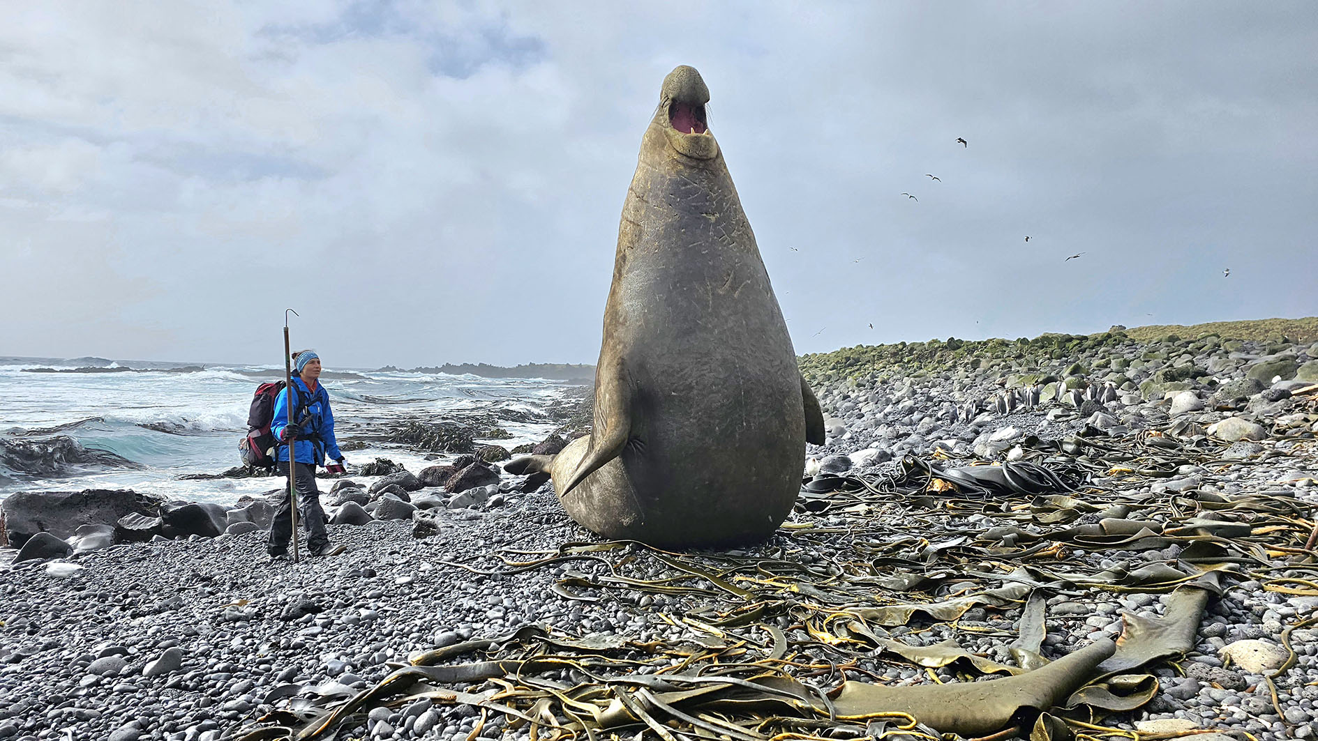 Our year in the wilderness — researching giant seals, killer whales and raw nature 