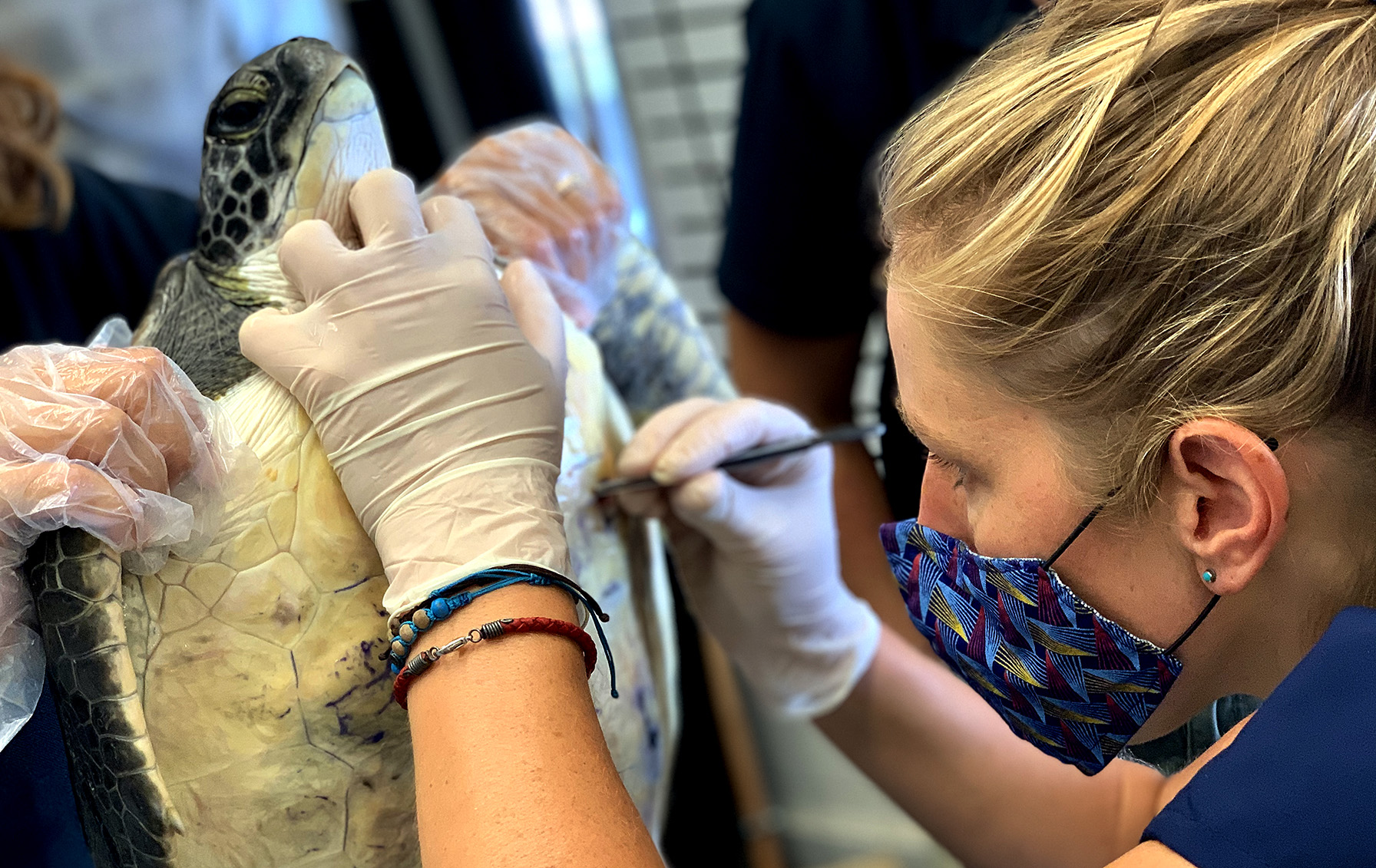 Cape Town to build state-of-the-art interactive turtle rehab centre