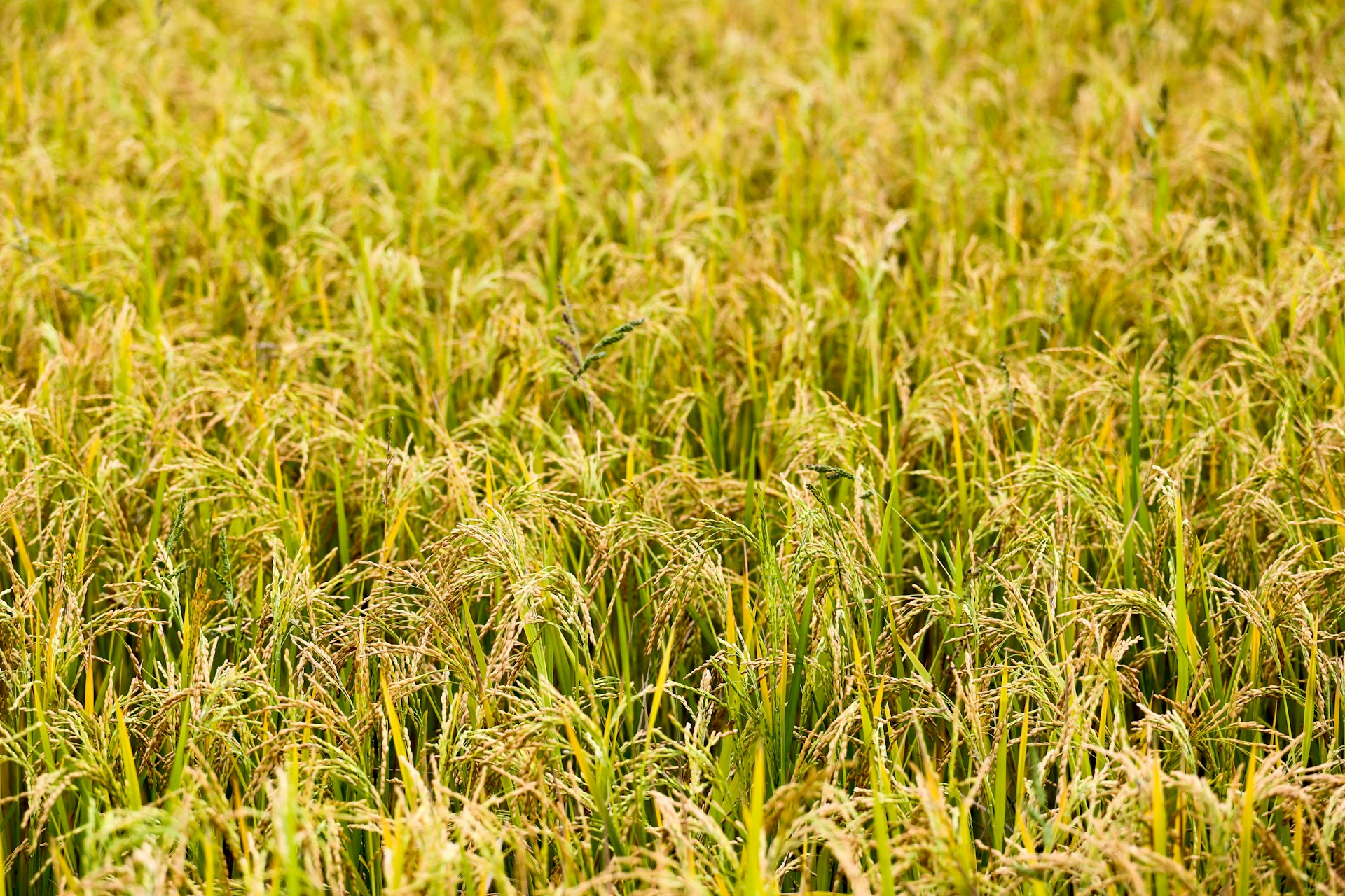 Ghanaians love rice – how smallholder farmers could harvest more of it with the help of machines