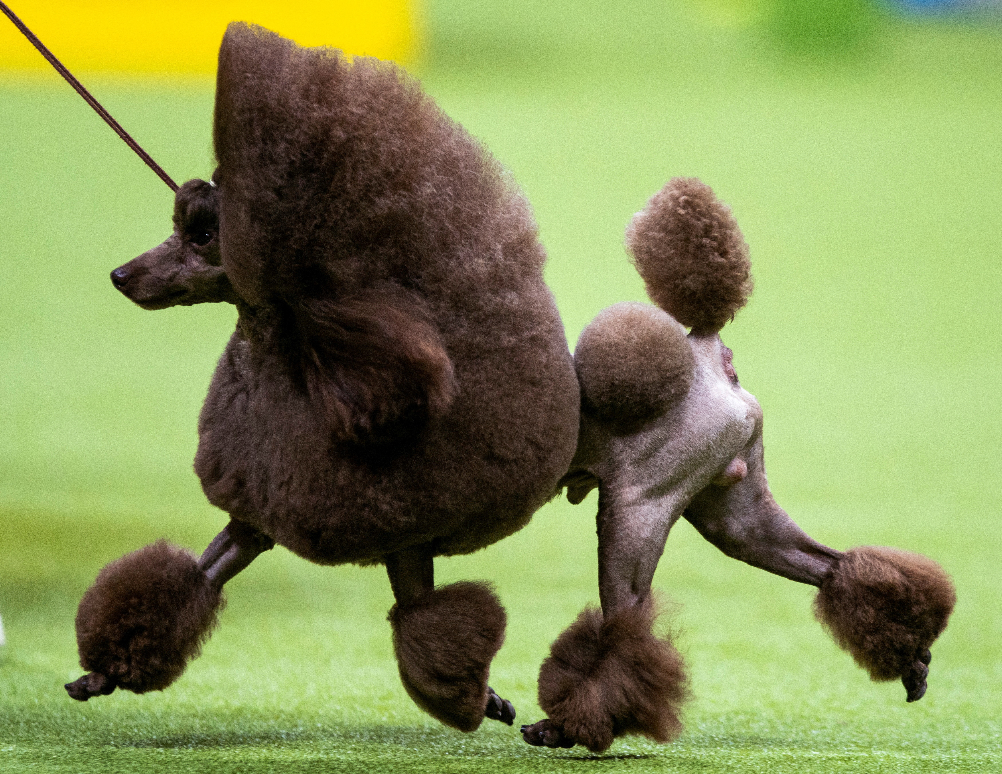 Westminster dog show 2024: Pretty pups, tricks and more
