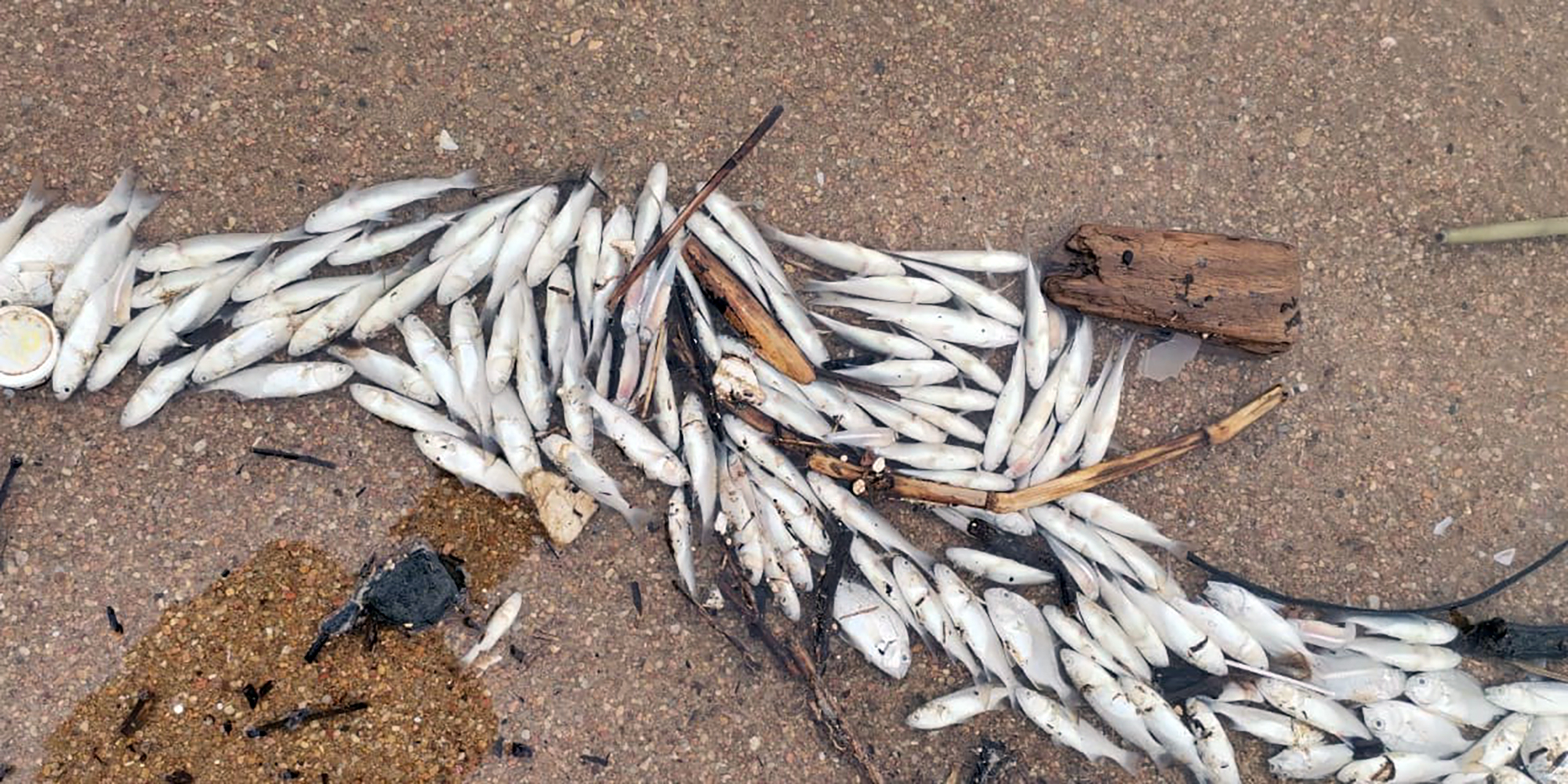 Environmental consultants blame Durban fish kill on municipal sewage spills