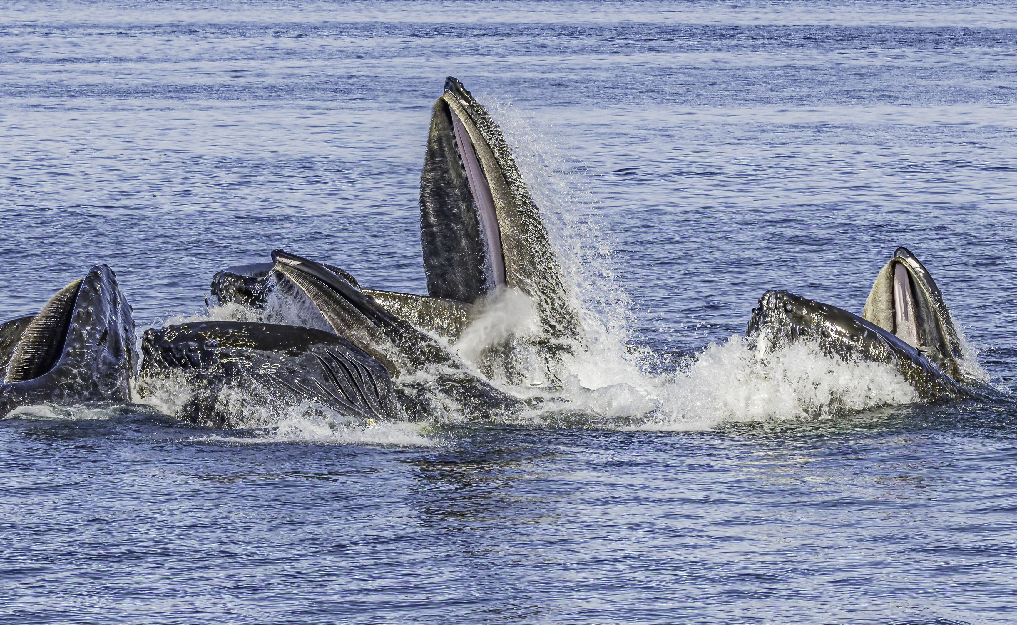 Africa must help steer the endangered High Seas Treaty out of dire straits