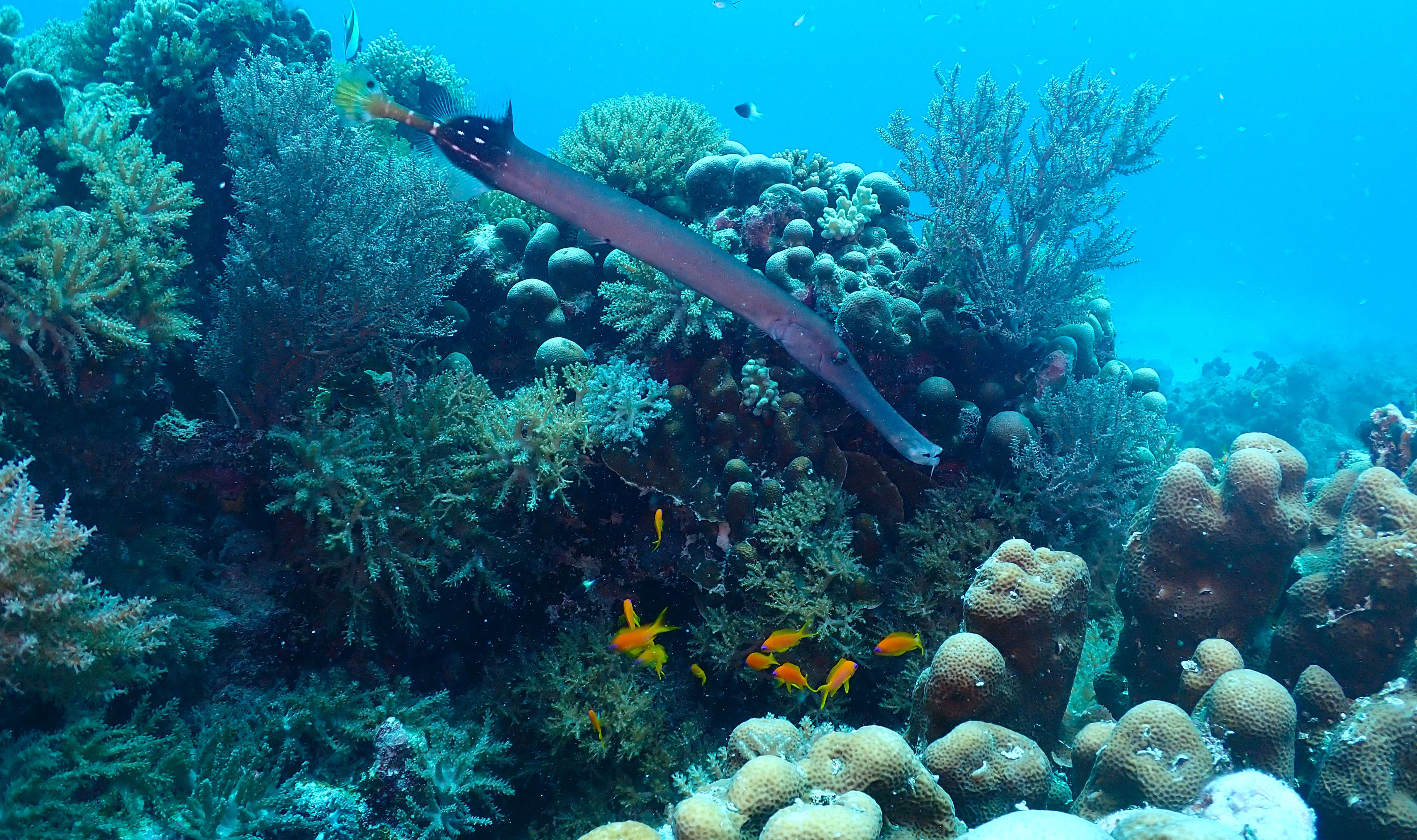South African team helps to restore Zanzibar’s degraded coral reefs 