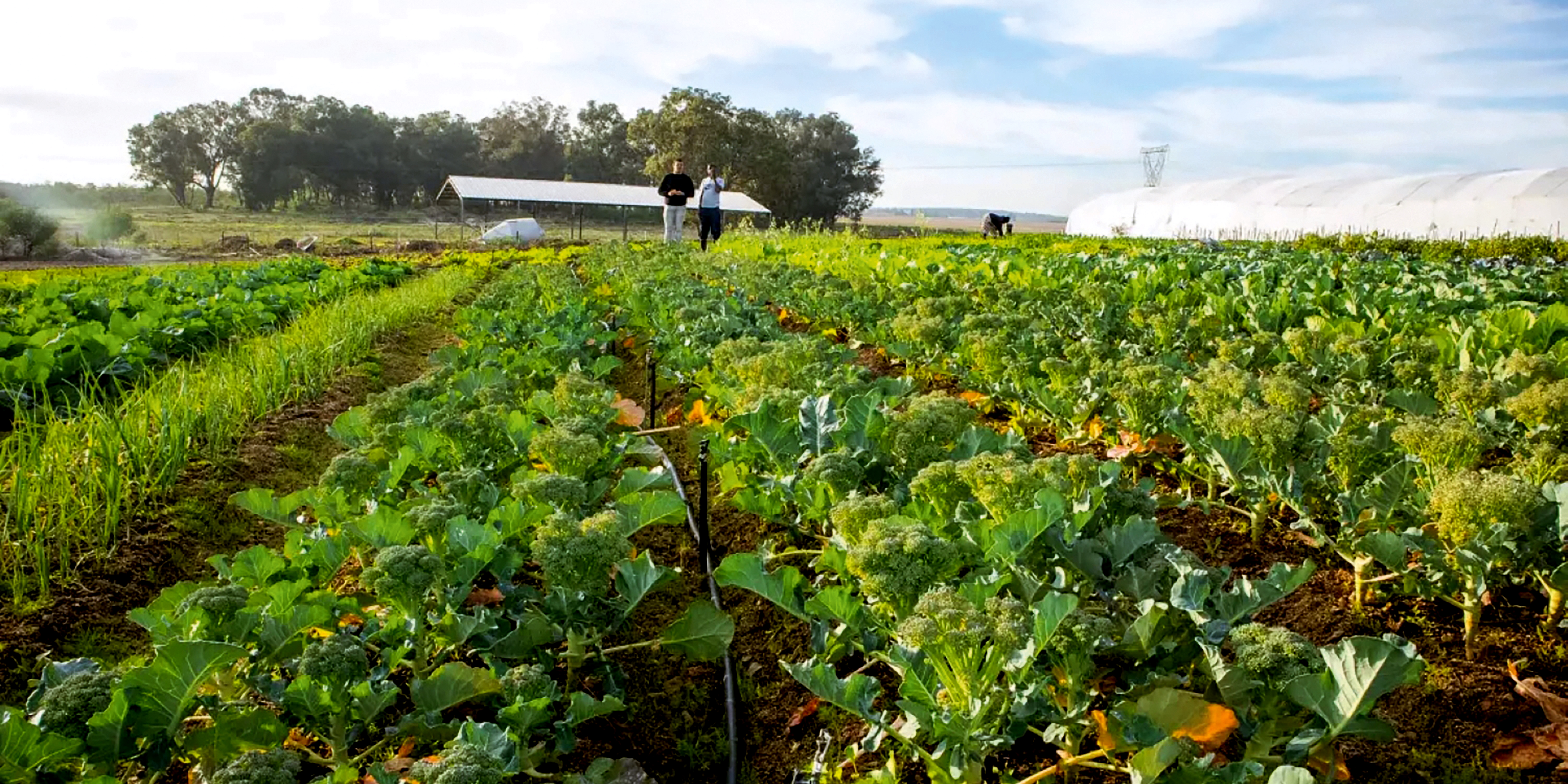 Organic farming is taking root in South Africa