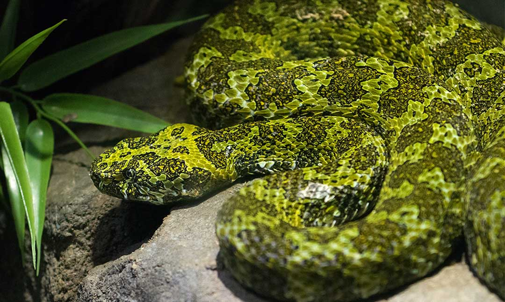 Cape Town wildlife trafficker bust with snakes, birds, spiders thanks to international teamwork