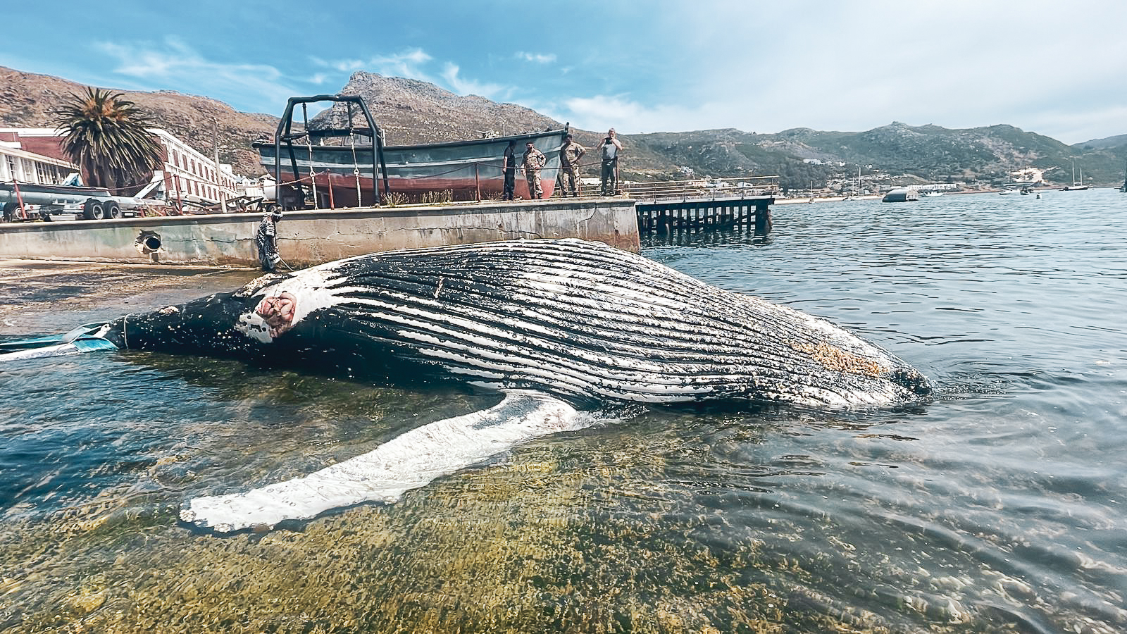 In Pictures – Young, dead humpback whale salvaged from Simon’s Town harbour