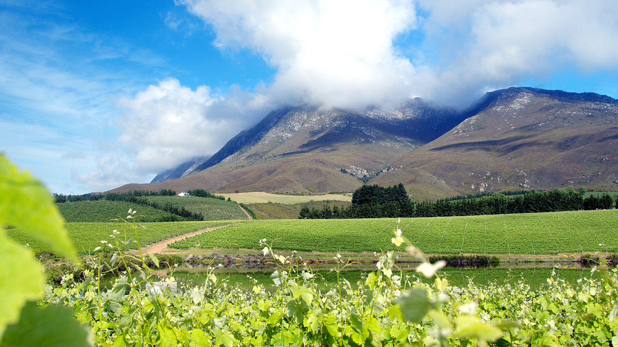 Creation Wines shines bright as Africa's best vineyard, third in global rankings