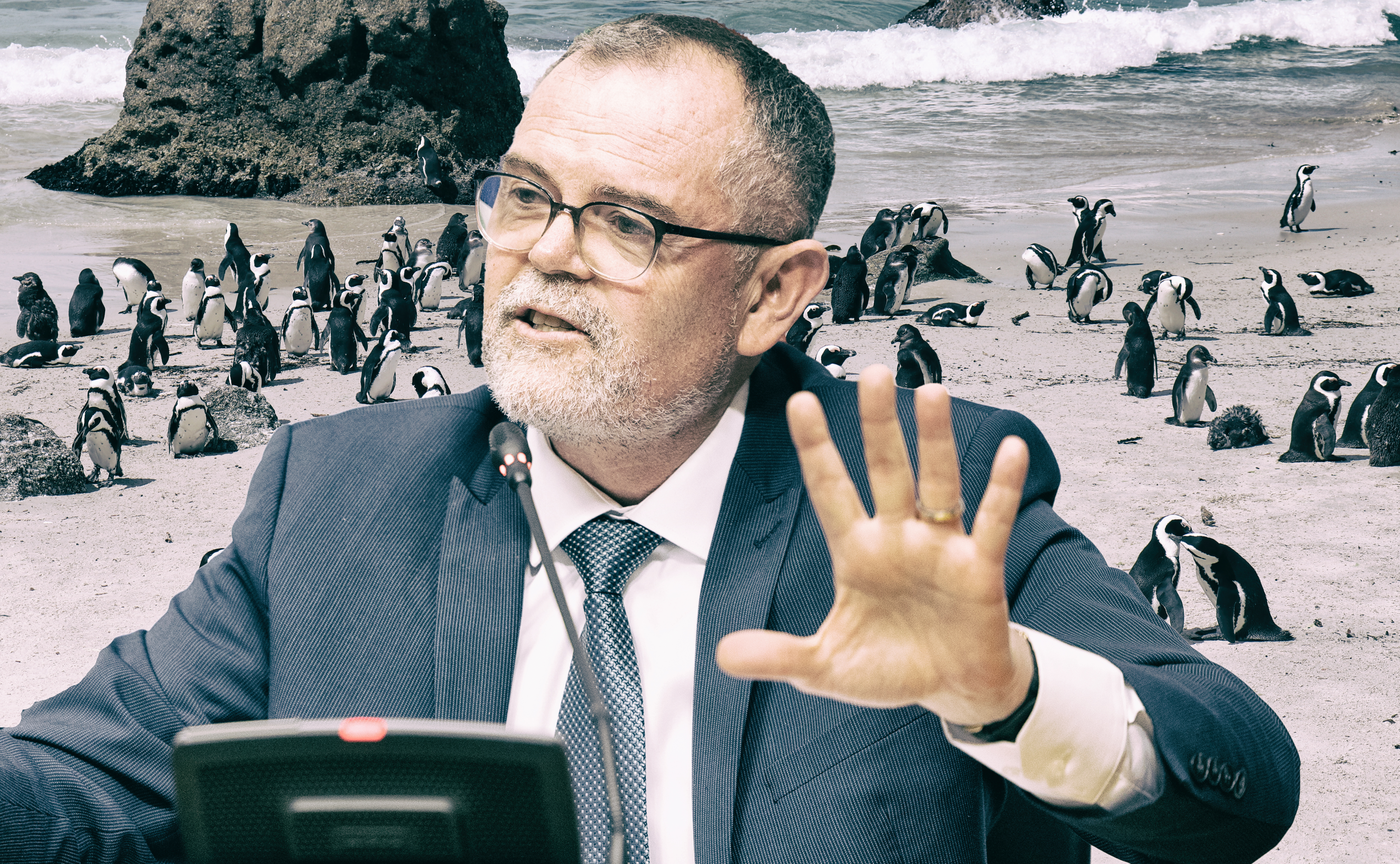 Court showdown looms in fight to protect critically endangered African penguin