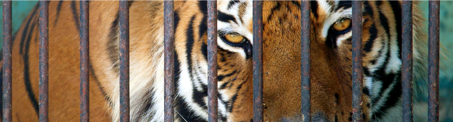Behind bars — South Africa's tiger farming crisis and its hidden global implications