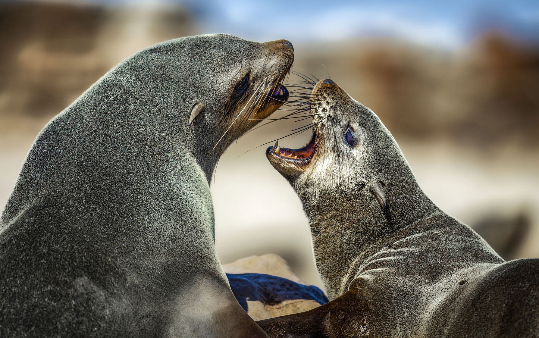 Documentary reveals urgent rabies threat to South Africa’s marine ecosystem