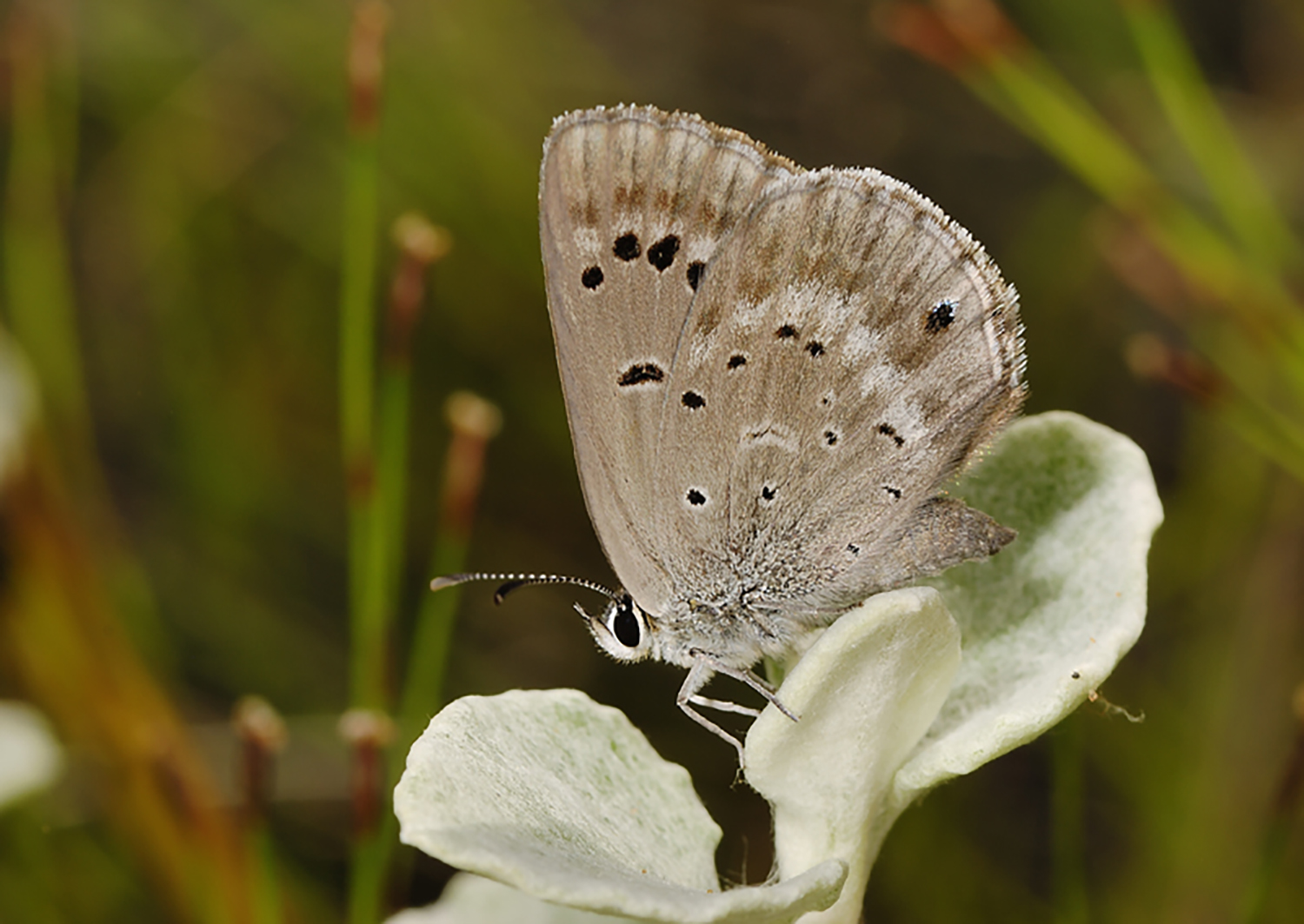 How a fire undid decades of conservation and led to the likely extinction of the Brenton blue butterfly