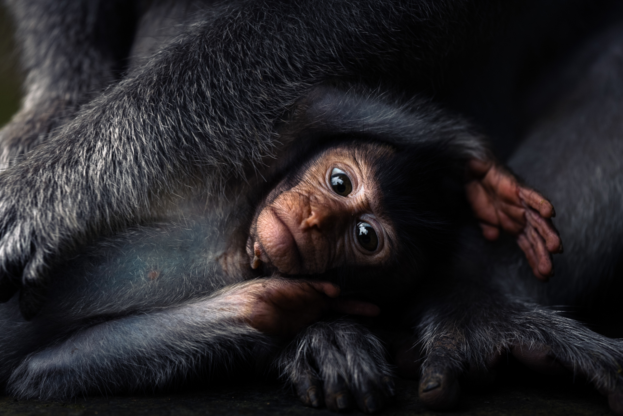 2025 Sony World Photography Awards: National and Regional winners