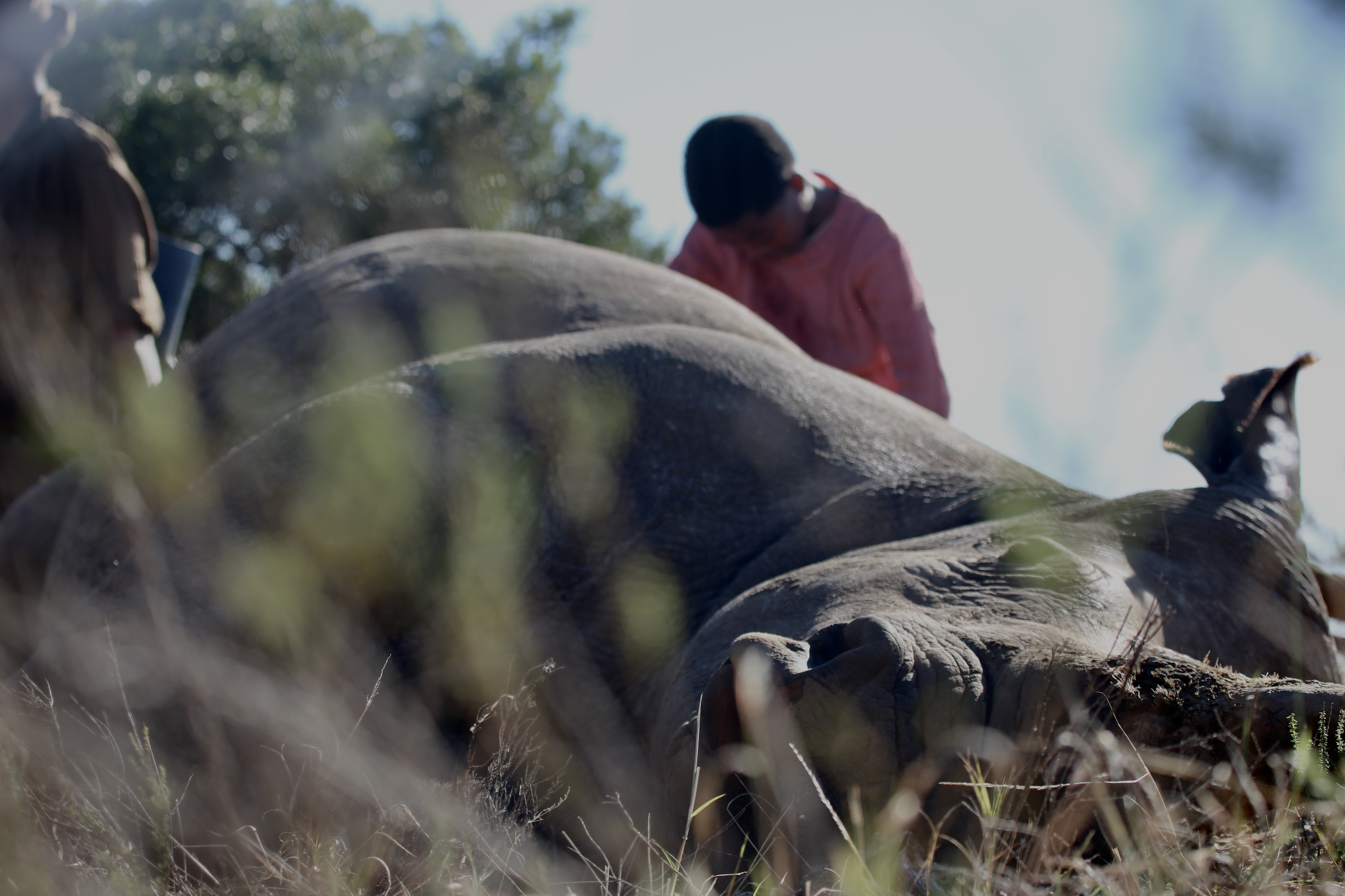 Oscar nominee The Last Ranger shows that the world still wants to see South African stories