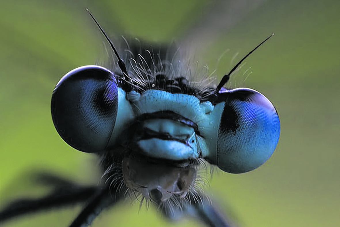 Goggas by the quadrillion — how bug scientists estimate how many insect species Earth has
