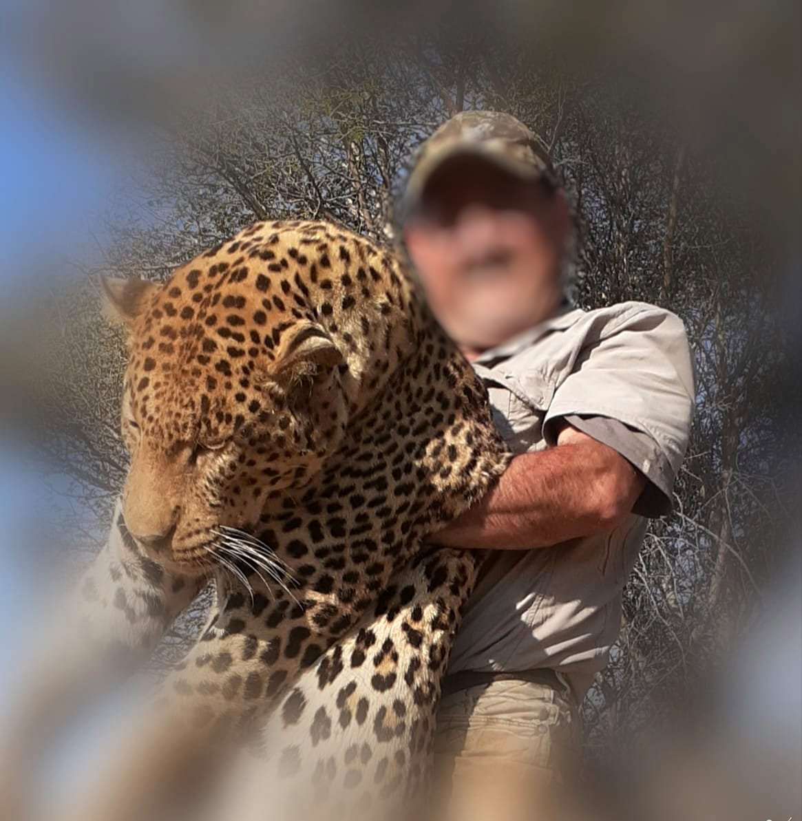 How the world’s top trophy hunters are killing off leopards