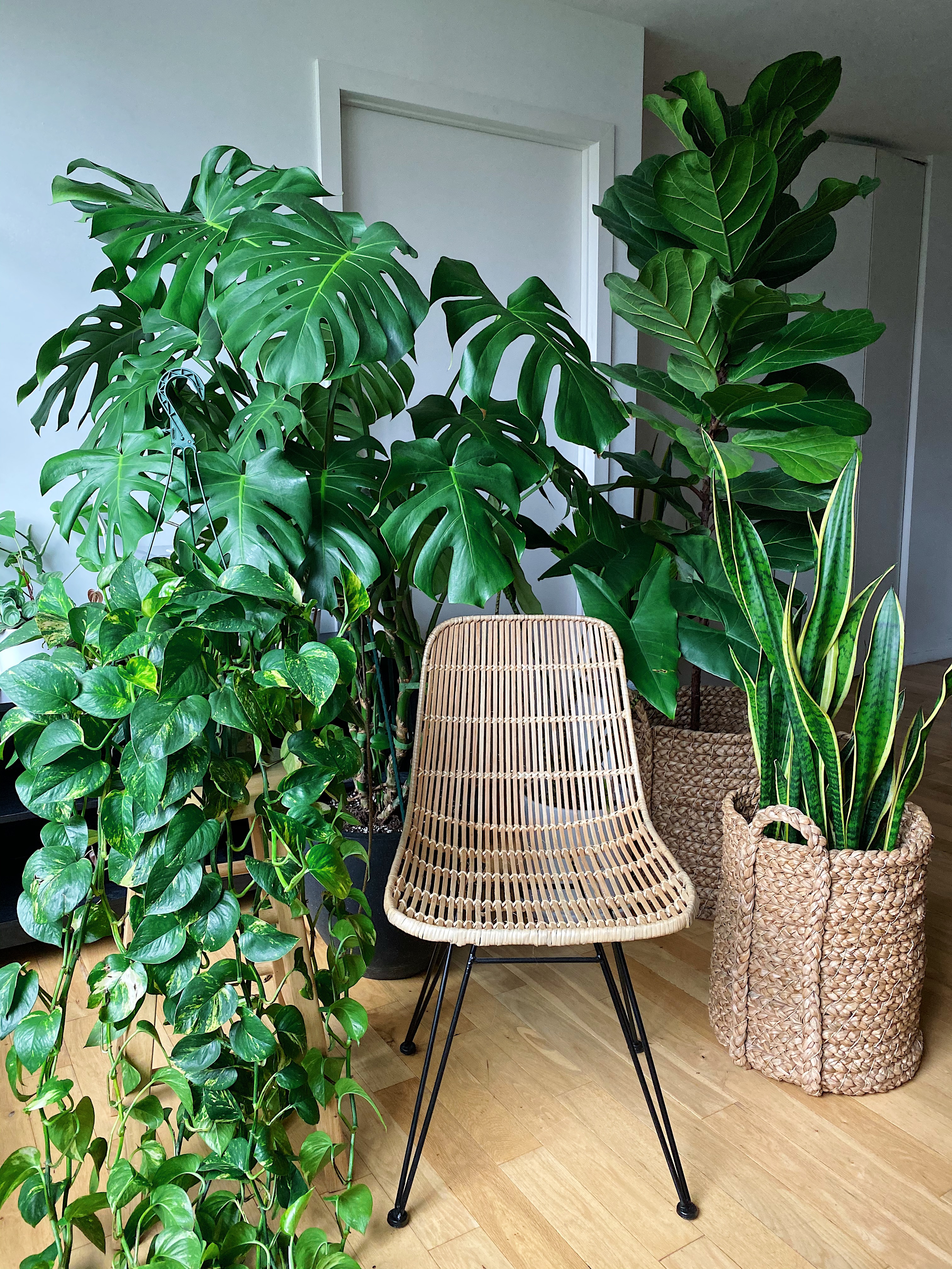 What you should know about growing indoor plants and gardening