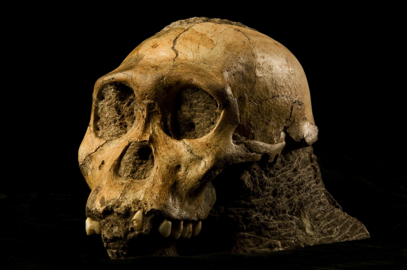 Au sediba: old bones promise new understanding