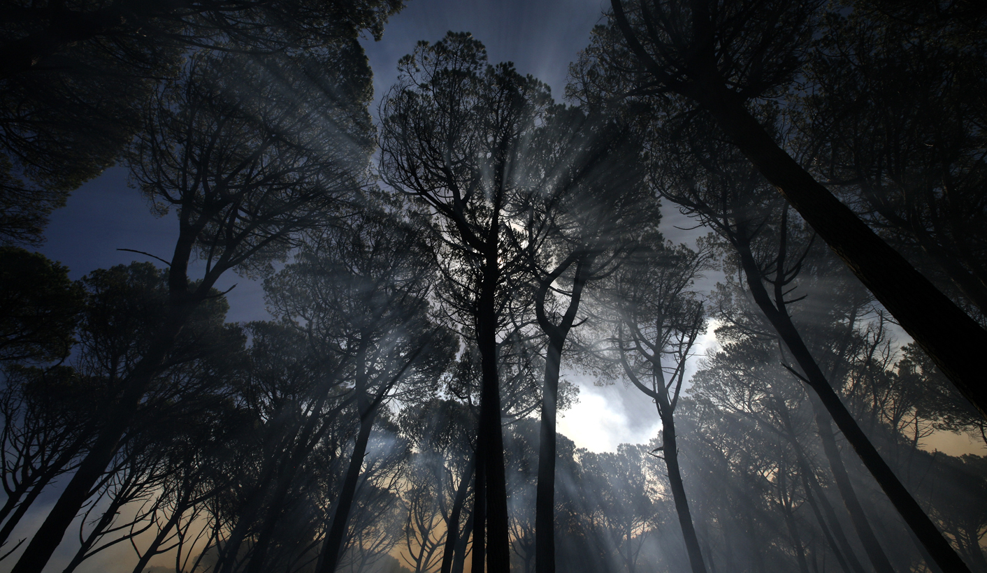 Timber industry: A 'perfect storm' brewing