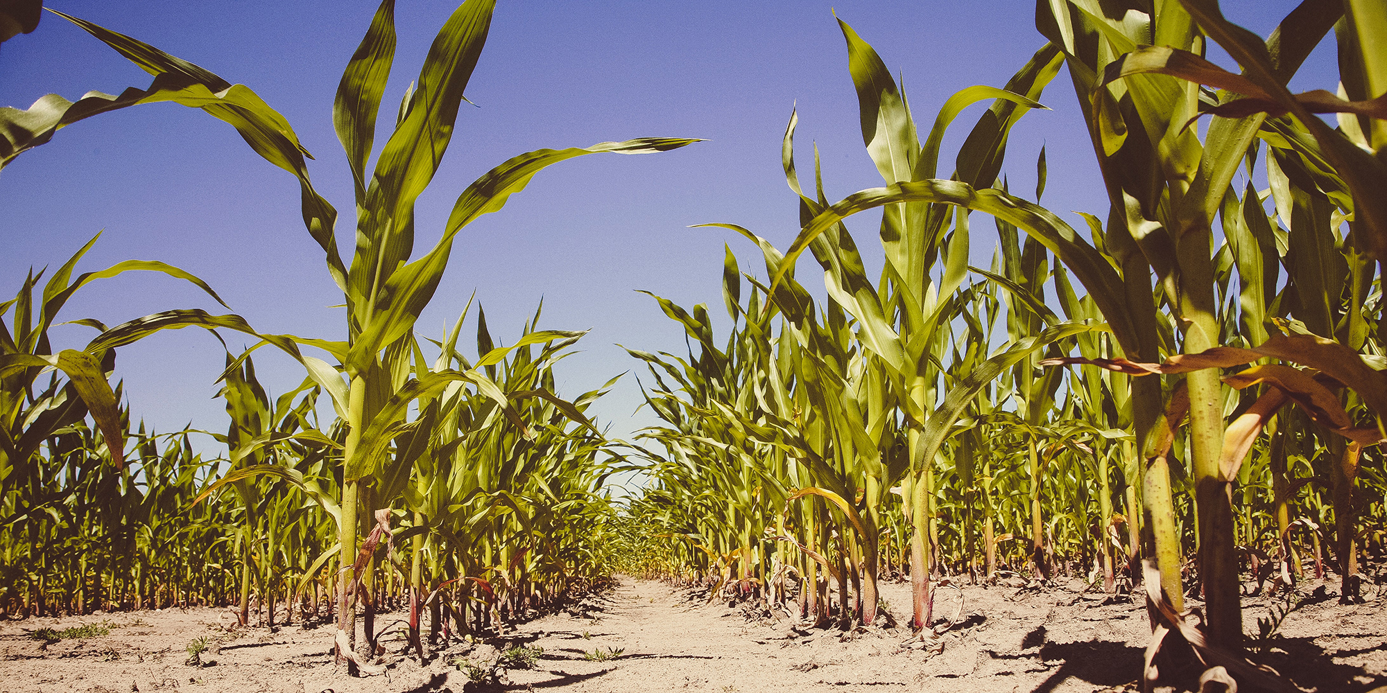 Weather brightens SA grain industry but land issue casts political and Trumpian clouds