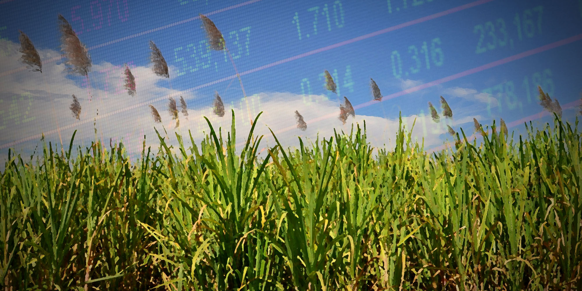 Is the JSE suspending shares too quickly?