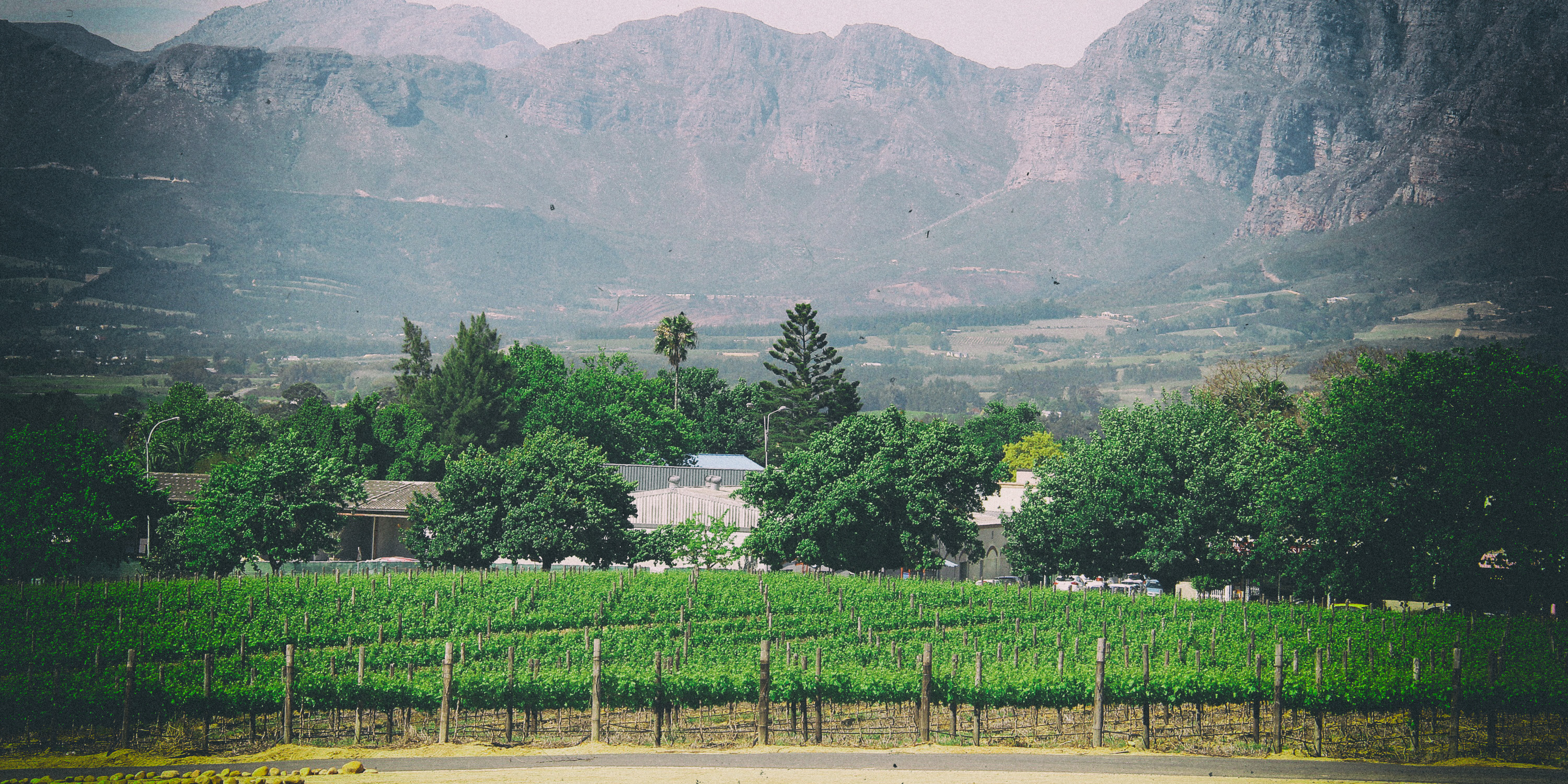 Adapt or die: Wine exporters brew solutions to the oversupply headache