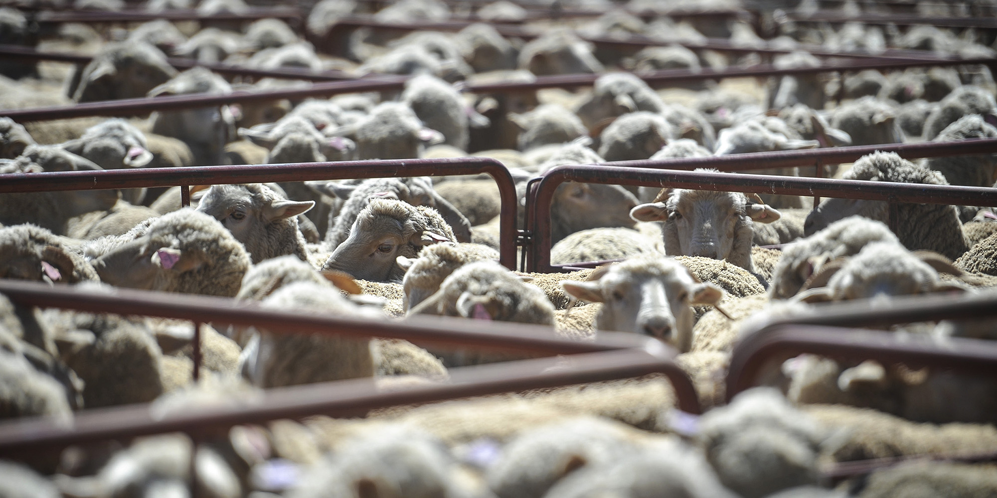 South African animal rights group asks court to ban live sheep shipments by Kuwaiti firm