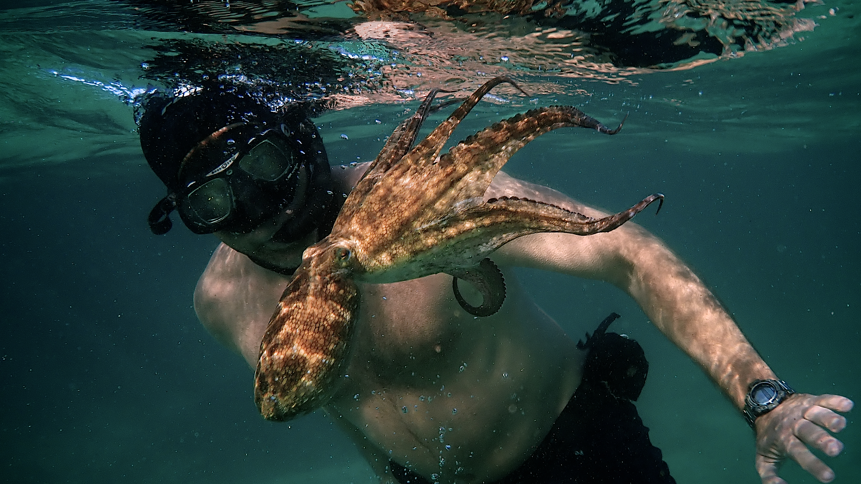 Tentacles of love: My octopus teacher, a story of an astonishing friendship