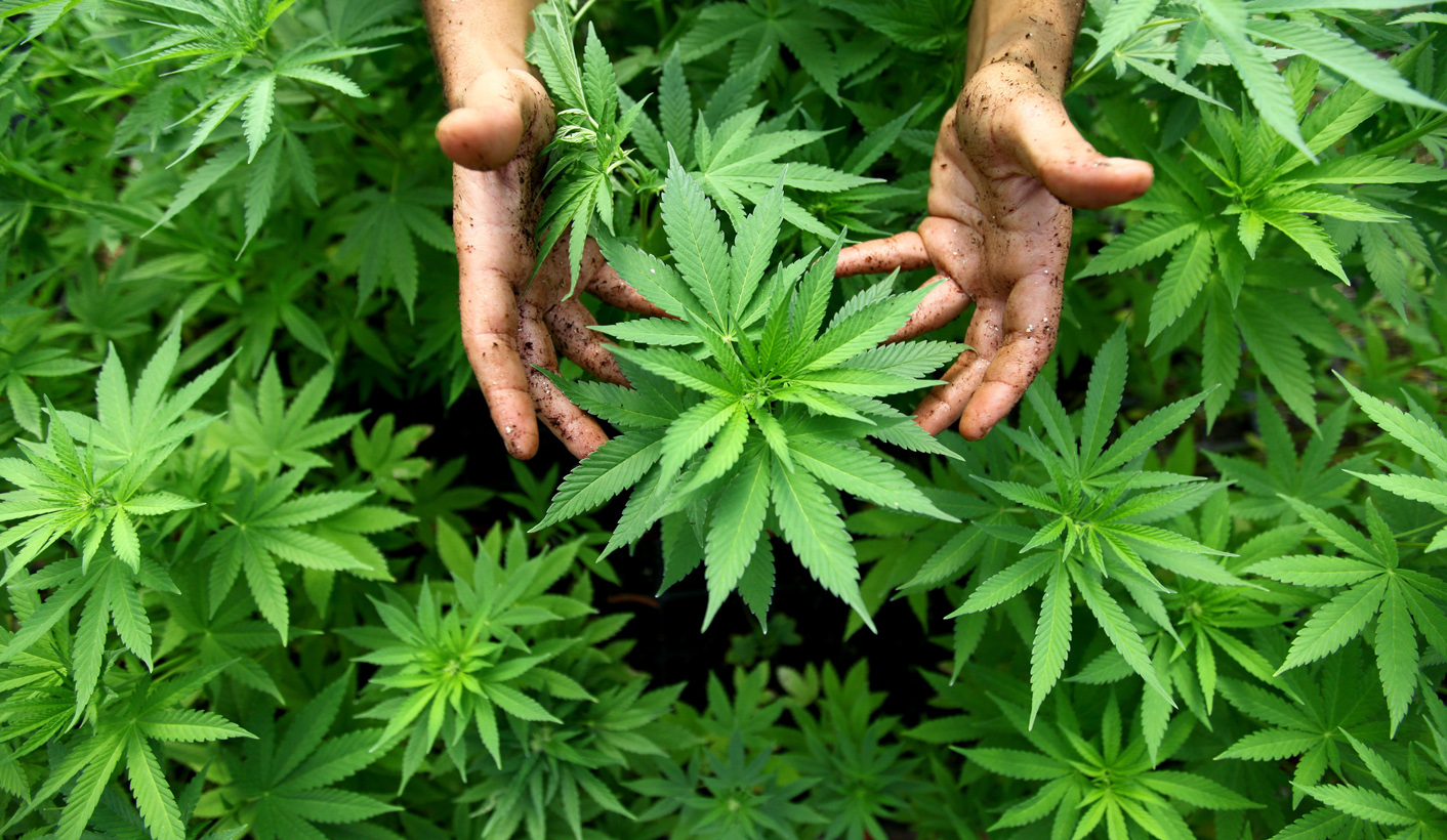 The Cannabis Chronicles: What the State has just cost us