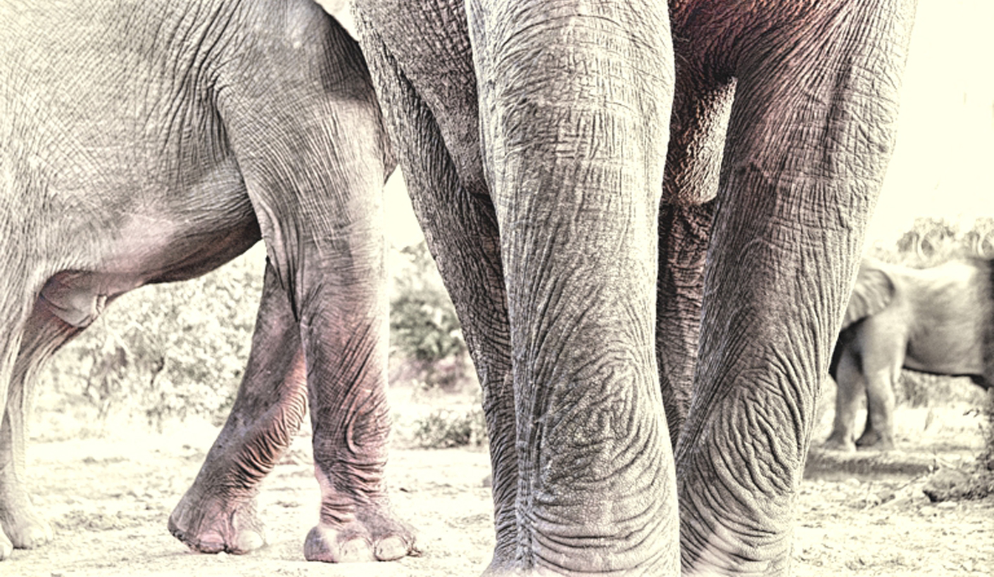 “So who actually looks after our elephants then?”