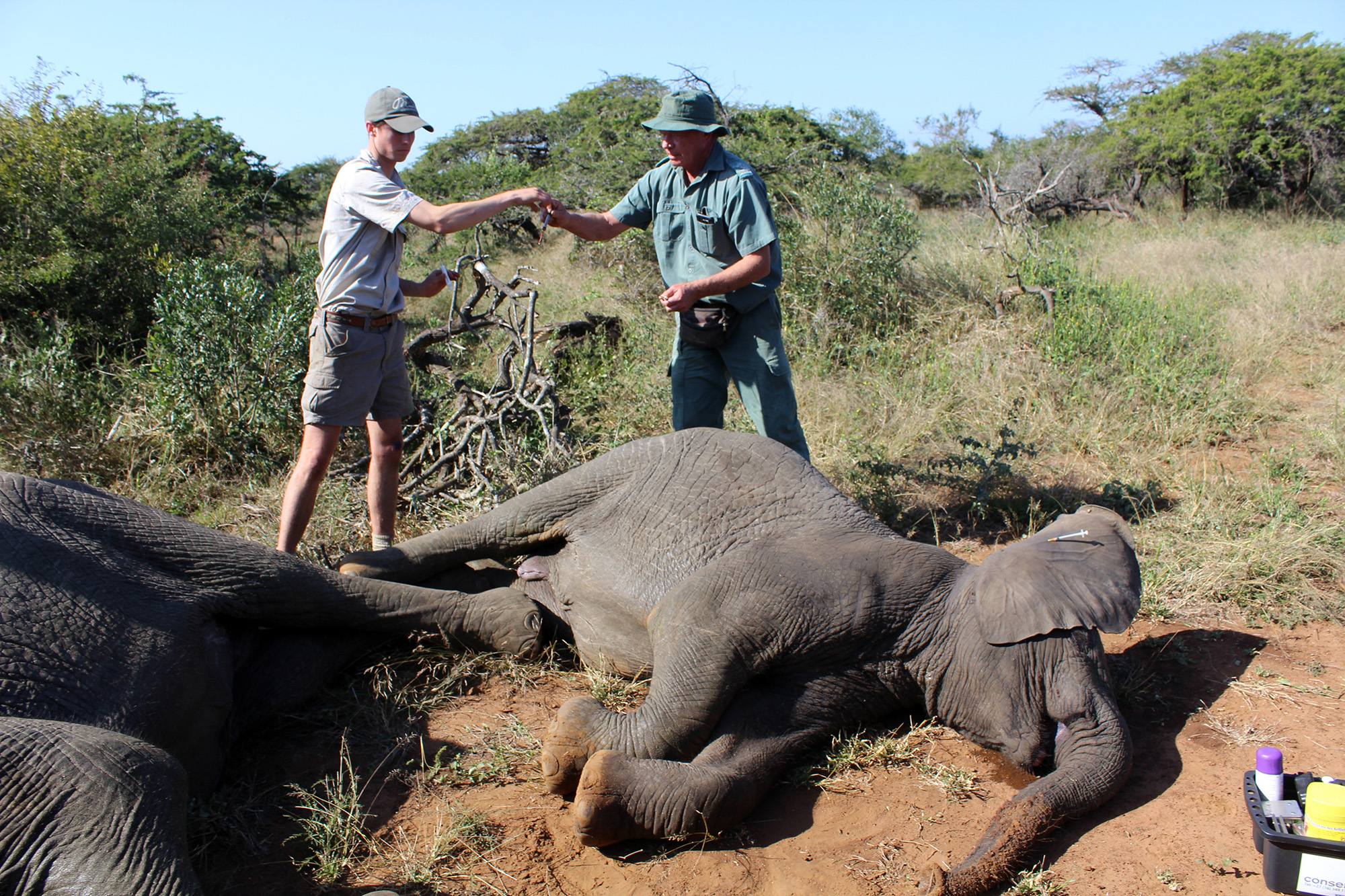 Crippled conservation: Ezemvelo KZN Wildlife is 'a very big ship with a very small rudder'