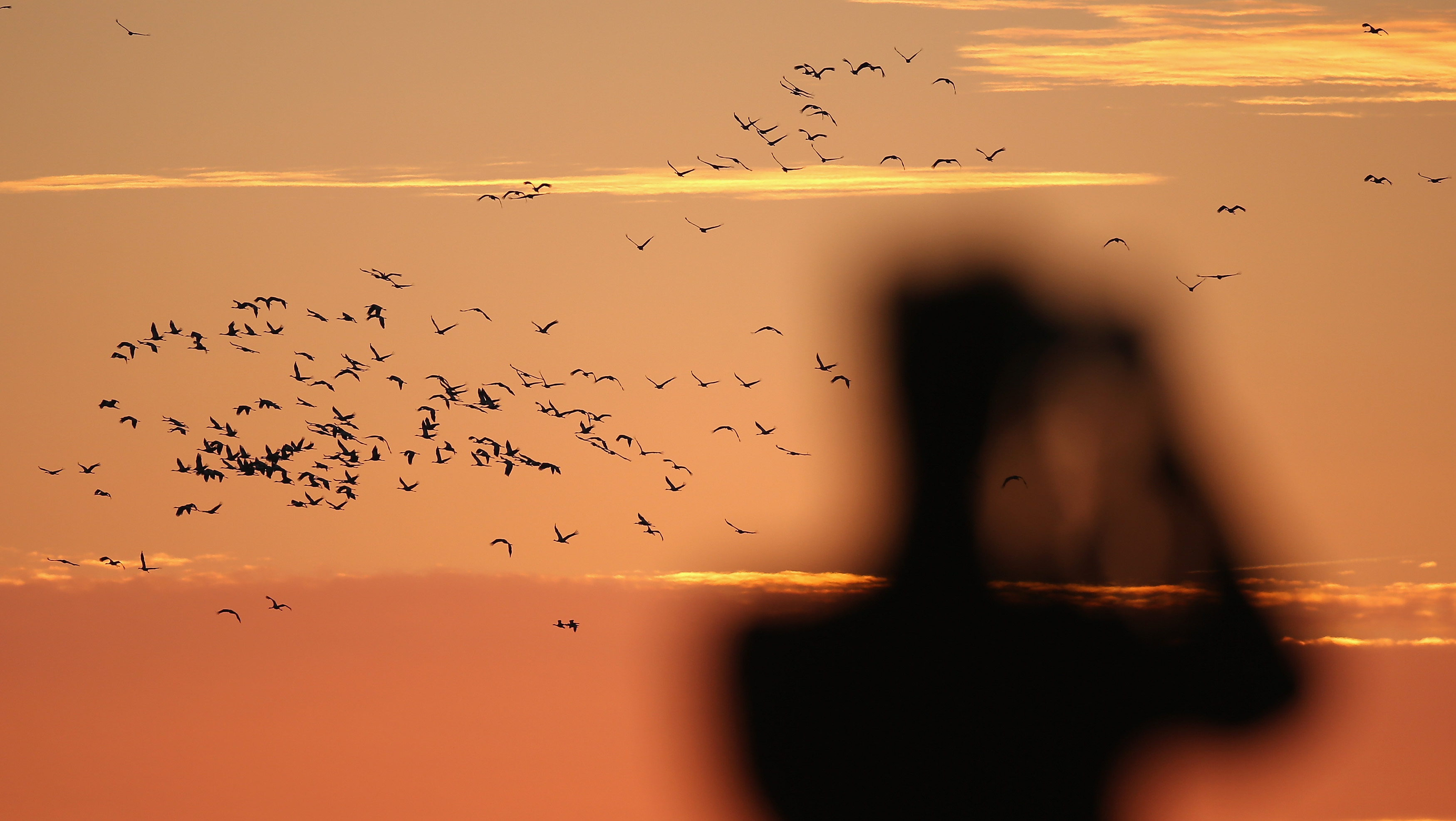 Bird-watching: Another time, another space