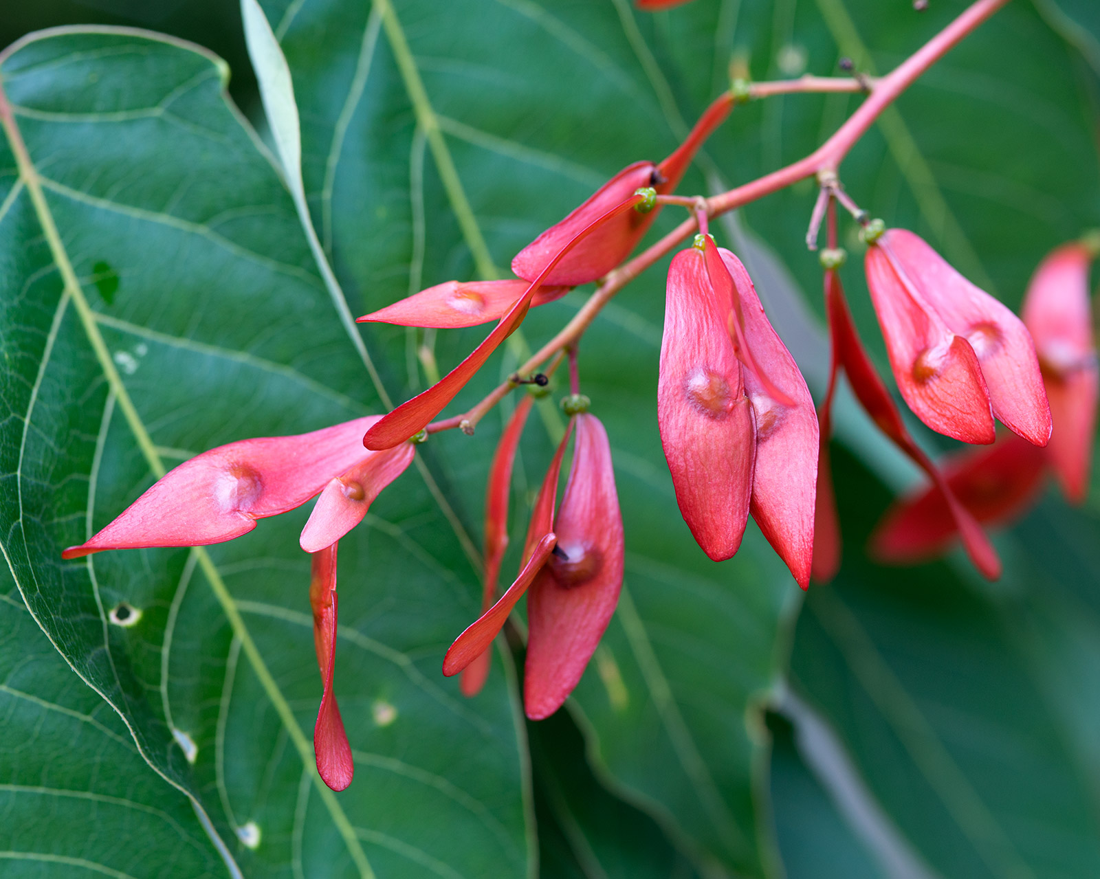 Plants are being given Zulu names. Here’s why it’s important