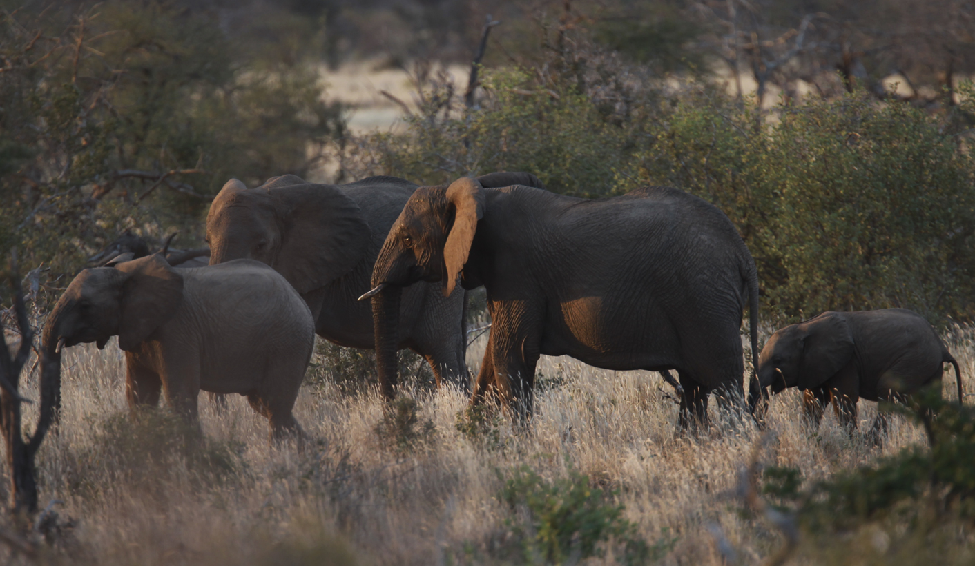 Home-grown corruption is killing Africa’s rhinos and elephants