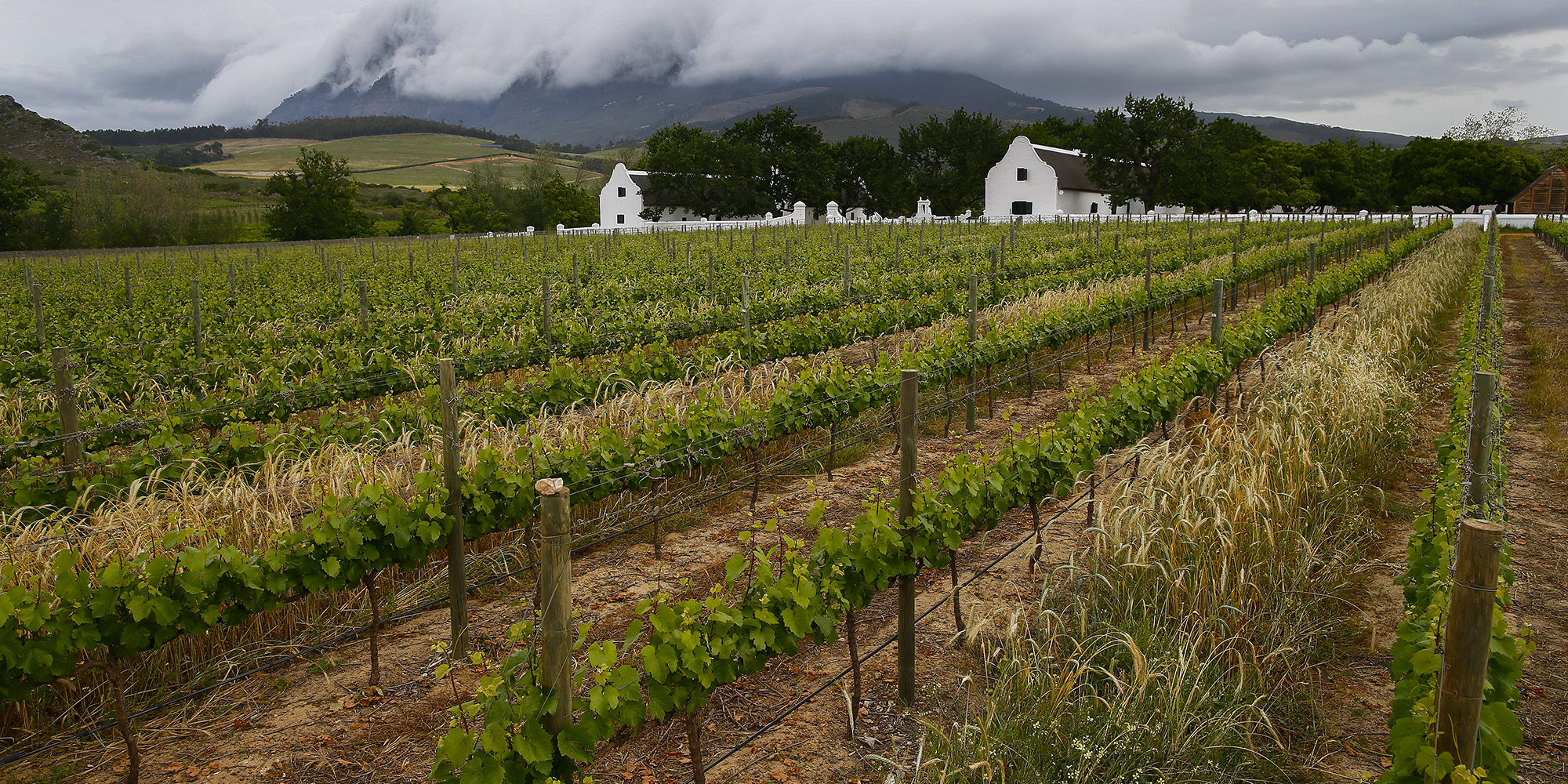SA wine trade lost R7bn over 14 weeks of lockdown, says industry organisation