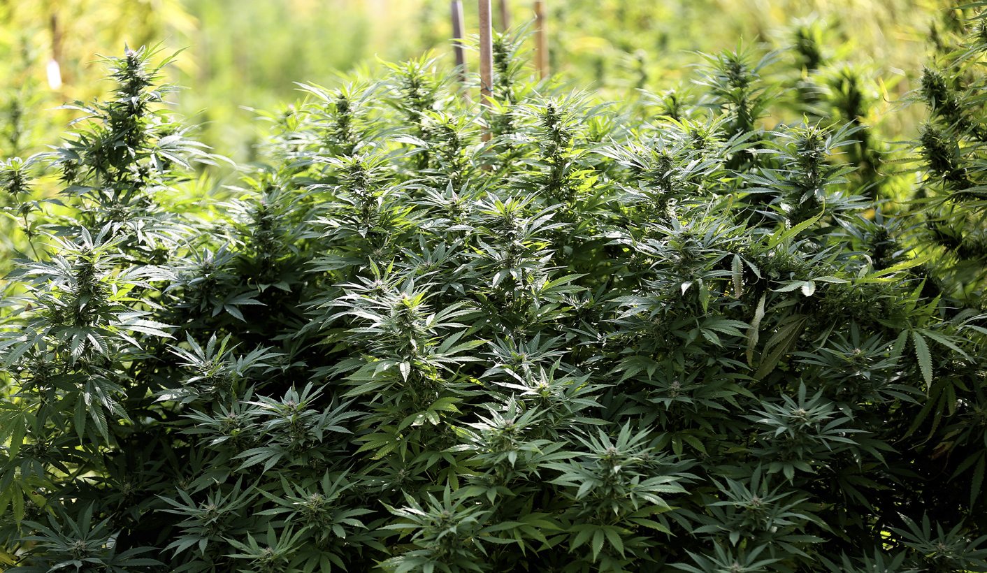 The Cannabis Chronicles: Marijuana activism scores, Big Pharma equalises