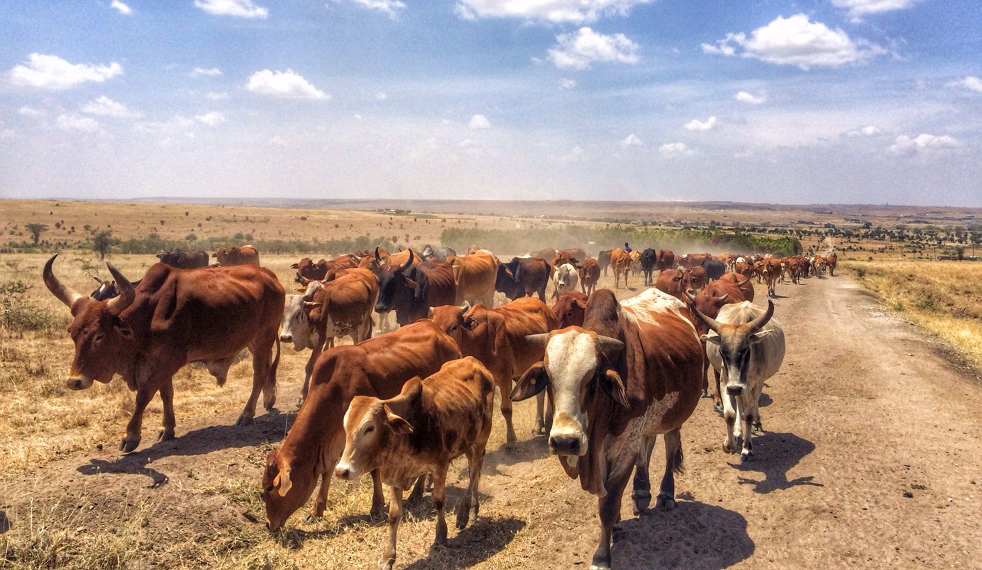 Boko Haram's cattle rustling: funding terrorism and exerting control in the Lake Chad Basin