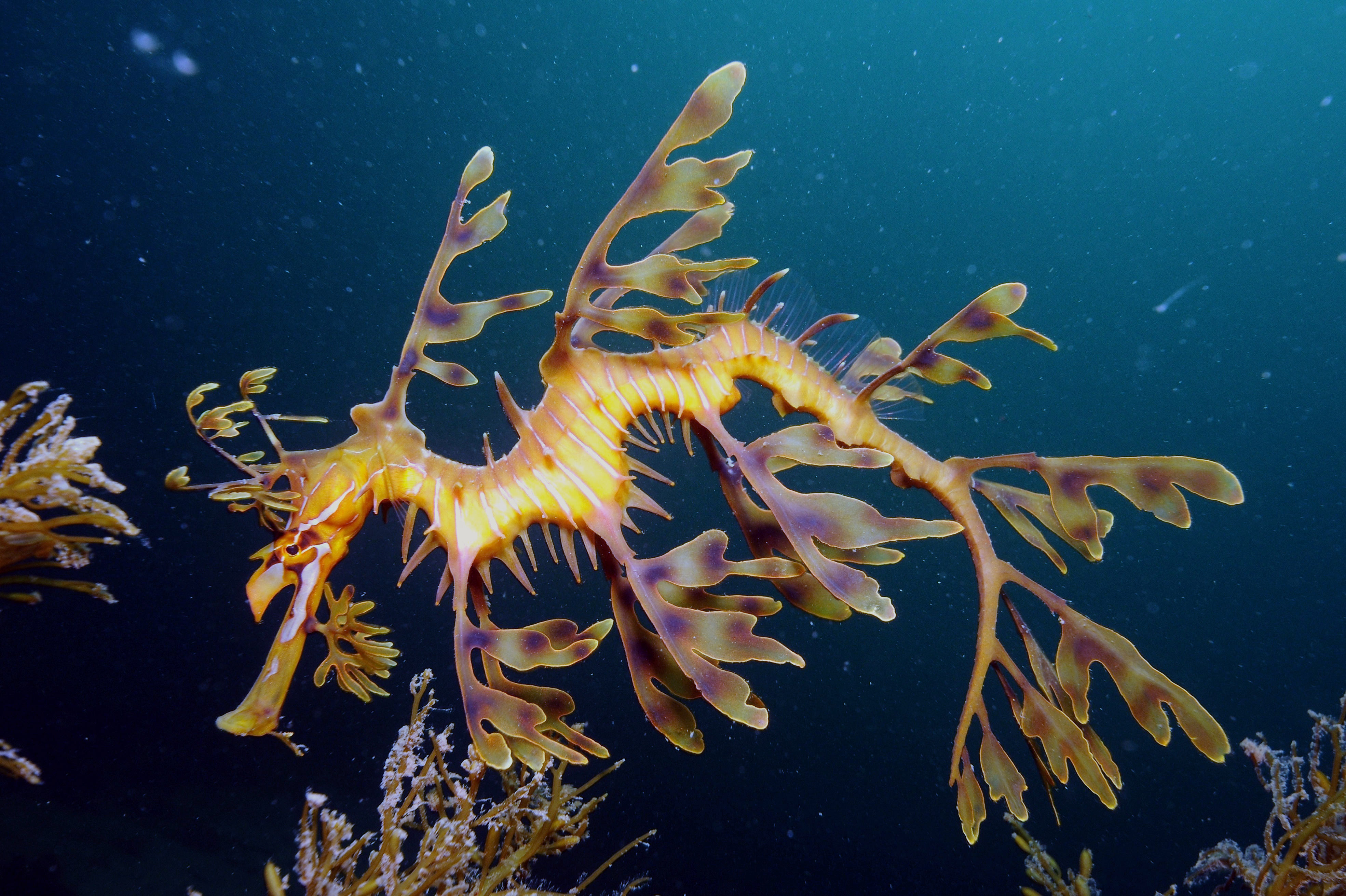 How to vanish: A staring zoologist and the art of being invisible