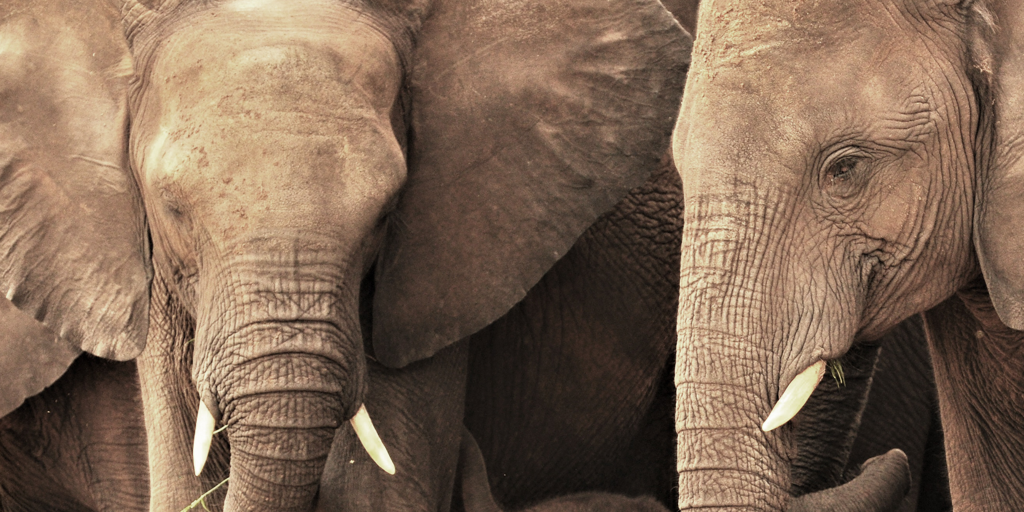 Elephants are not human — they are animals, and all animal populations need to be managed